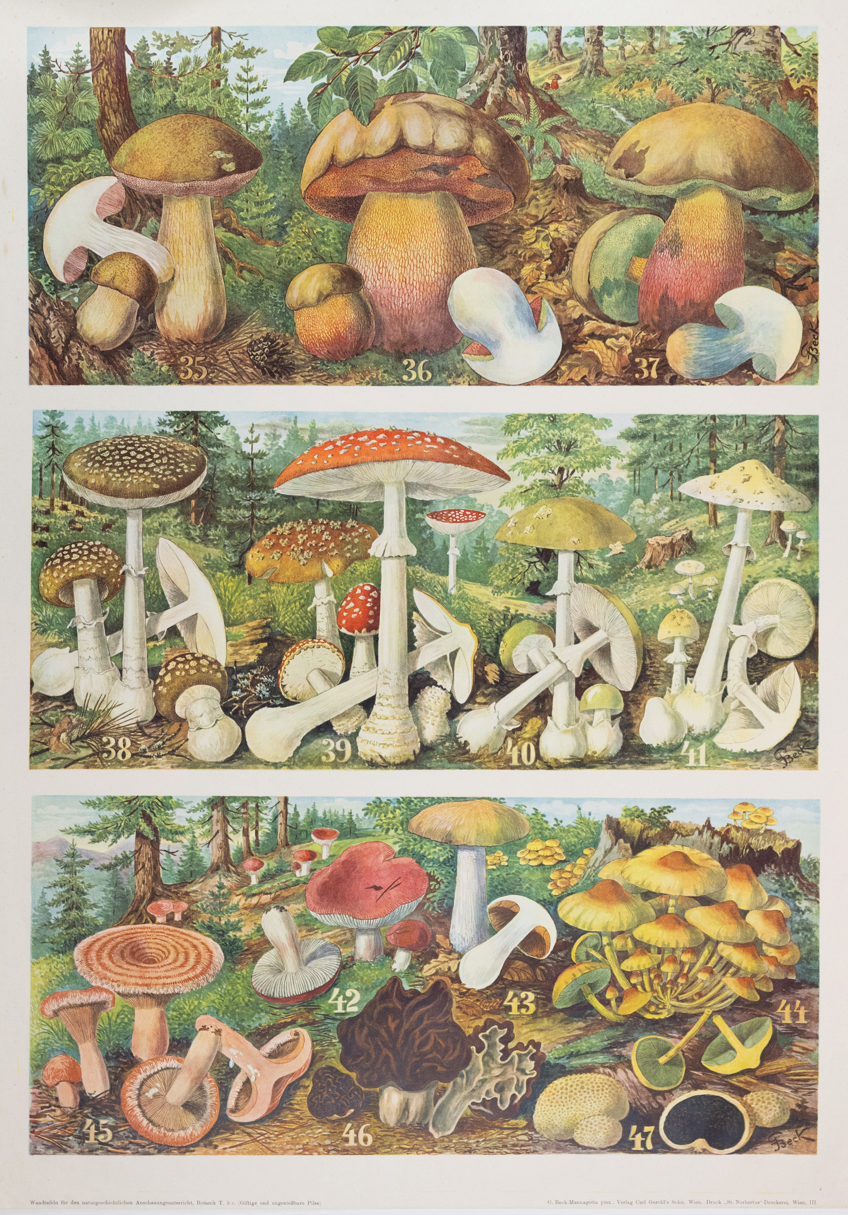 Beck-Mannagetta Color Lithograph of Fungus, 35-47