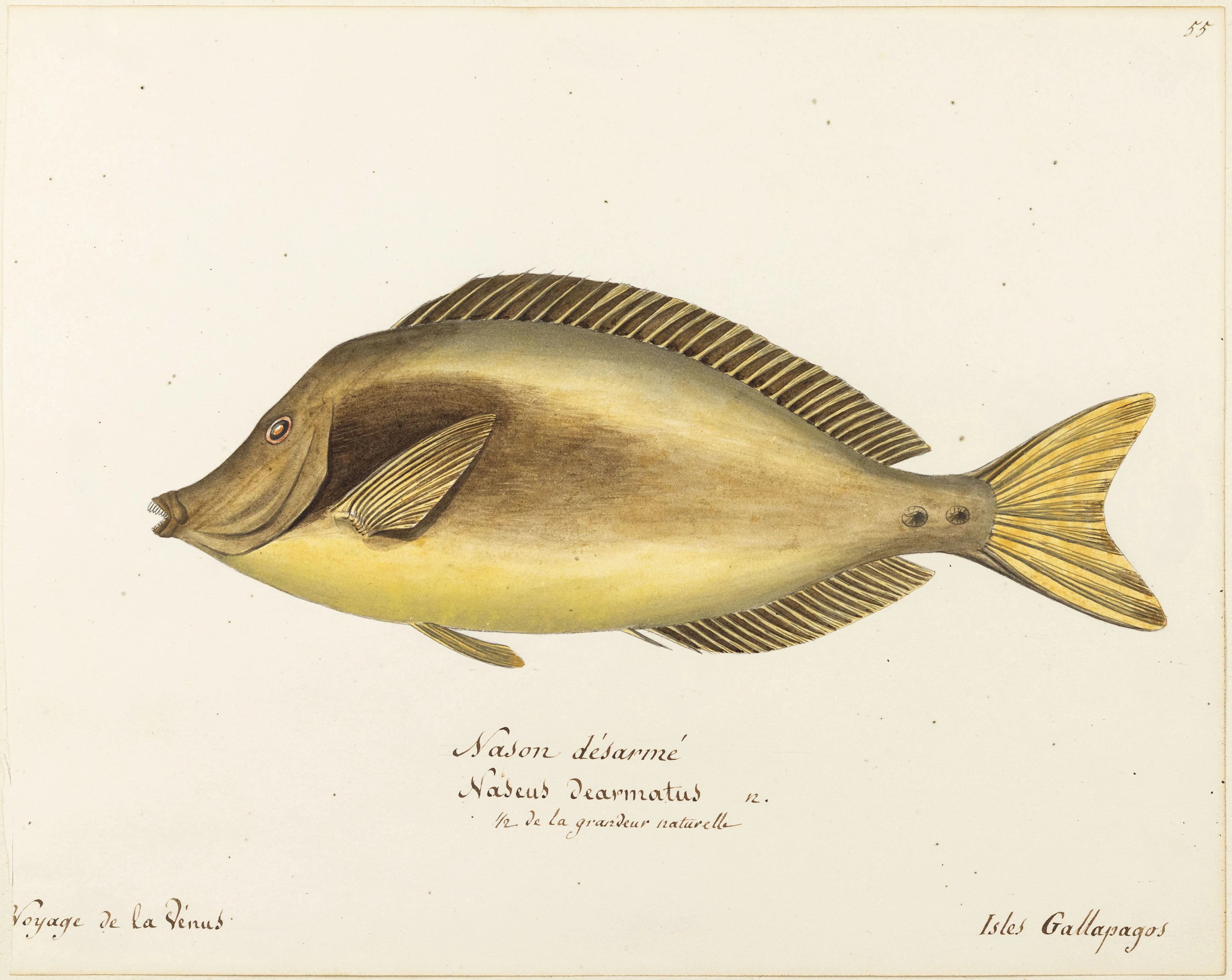 Freminville Original Watercolor of a fish, the razor surgeonfish