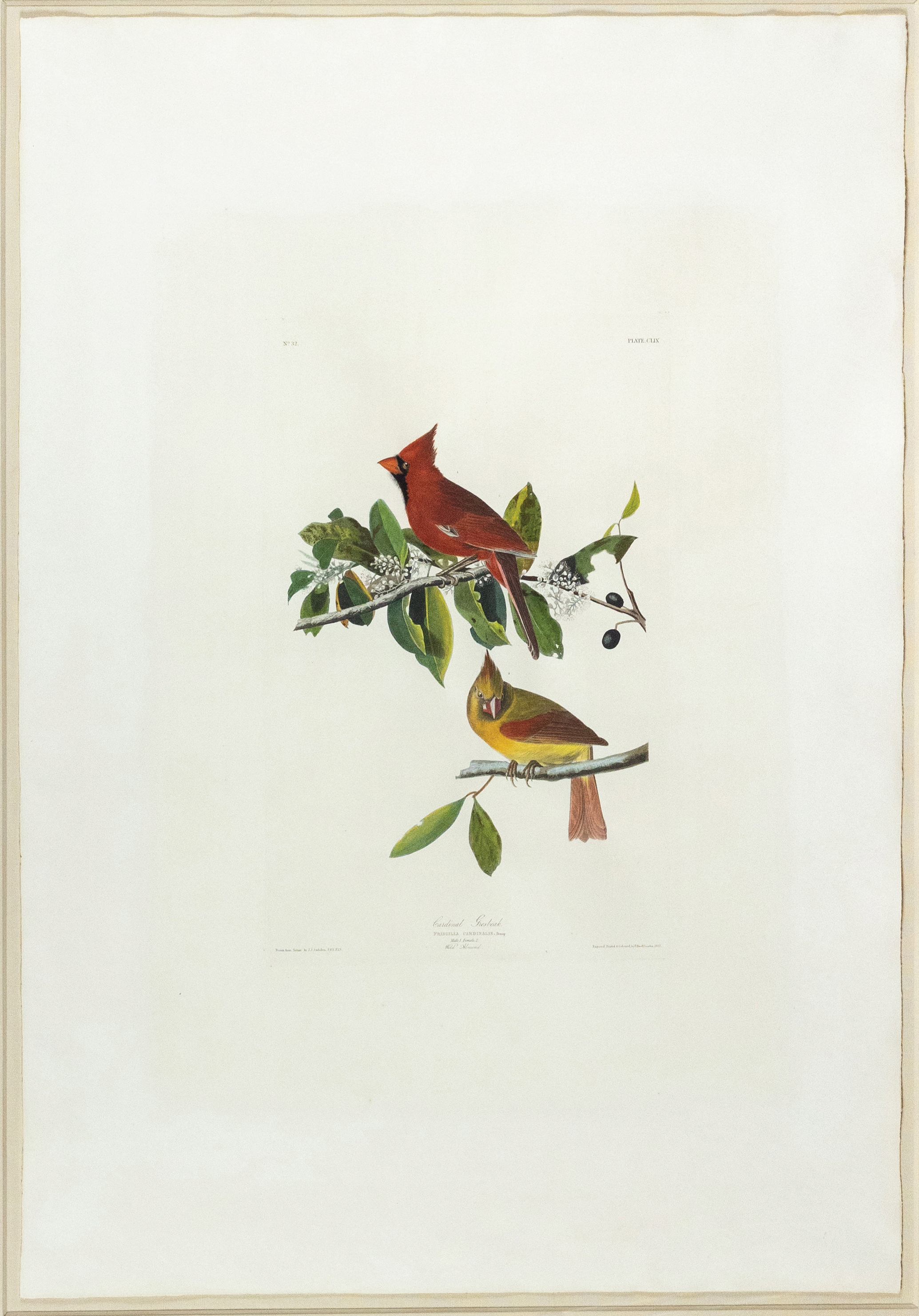 Audubon Aquatint, Cardinal Grosbeak, Plate 159 - Property of a Russian