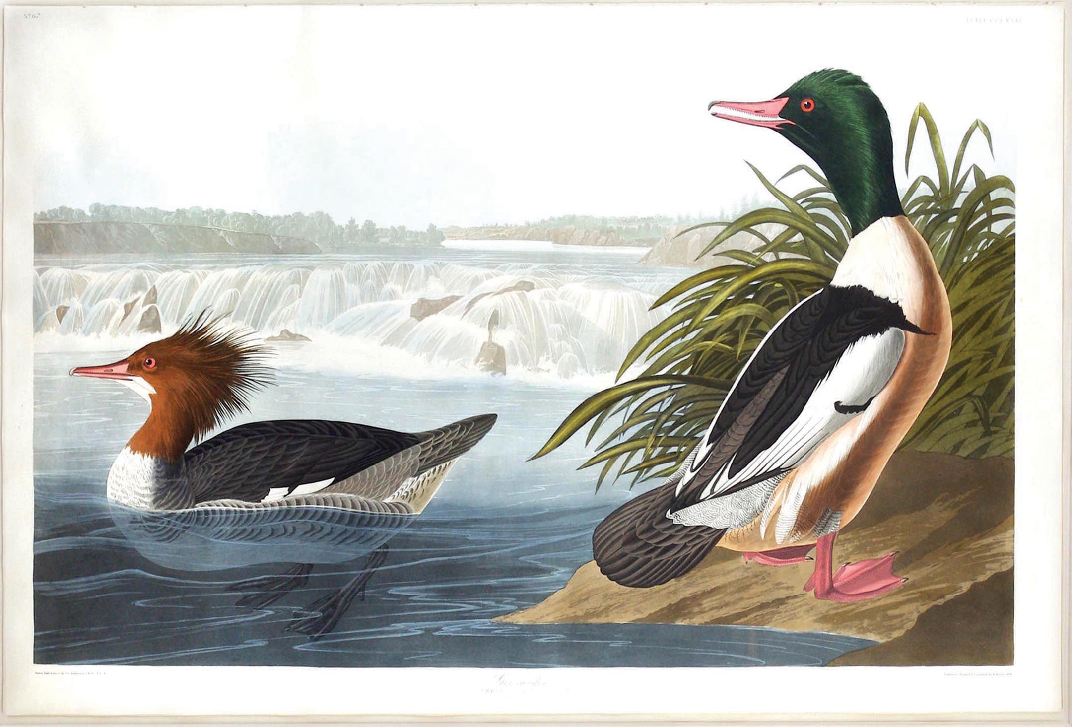 Audubon Aquatint, Goosander, Plate 331