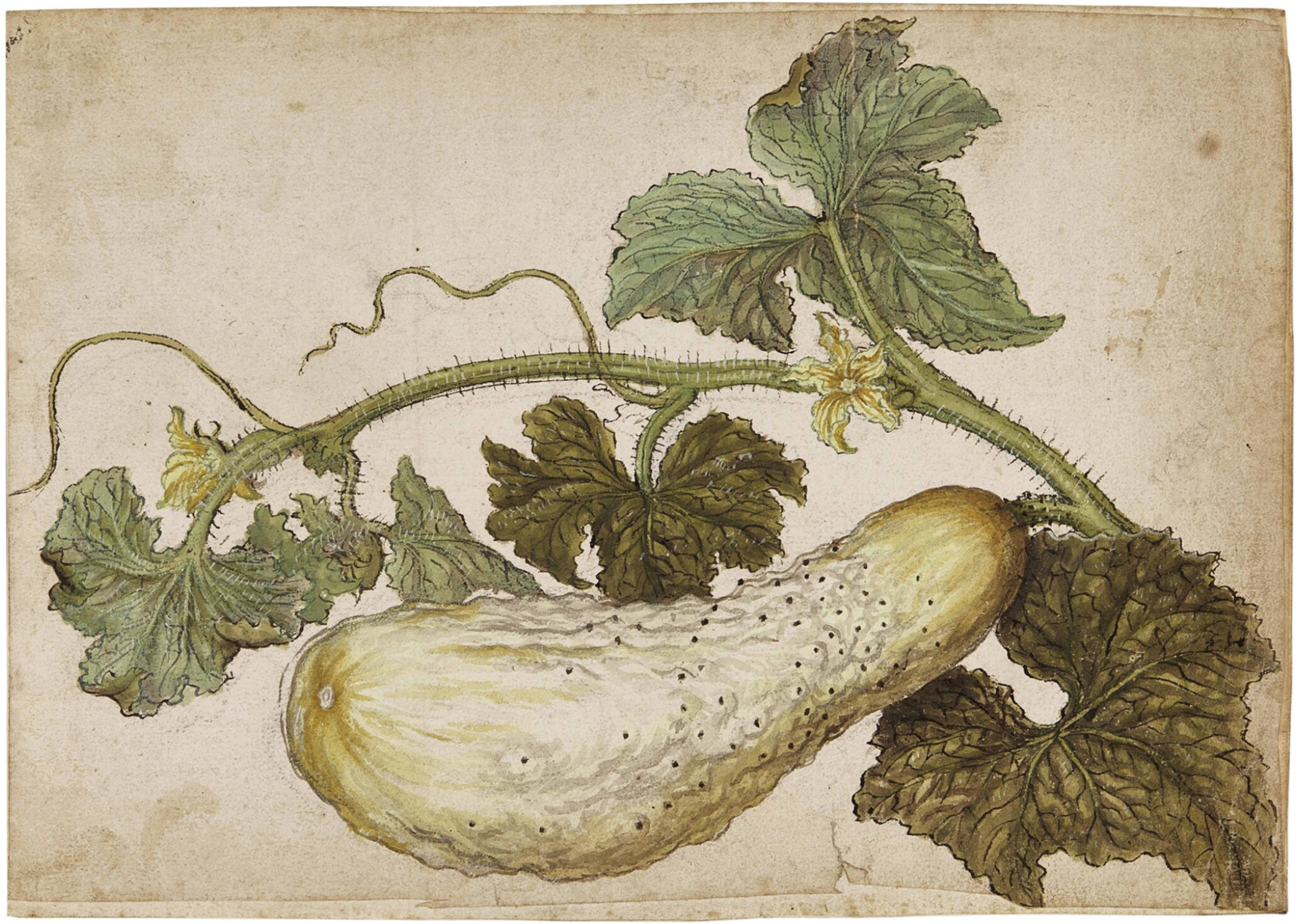 Jacques Le Moyne De Morgues Watercolor of a Cucumber with its leaves
