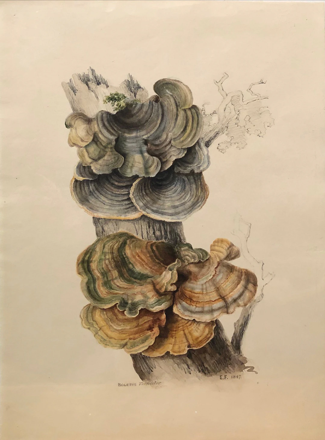 Edward Forster Mycological / Mushroom Watercolor, Boletus Versicolor