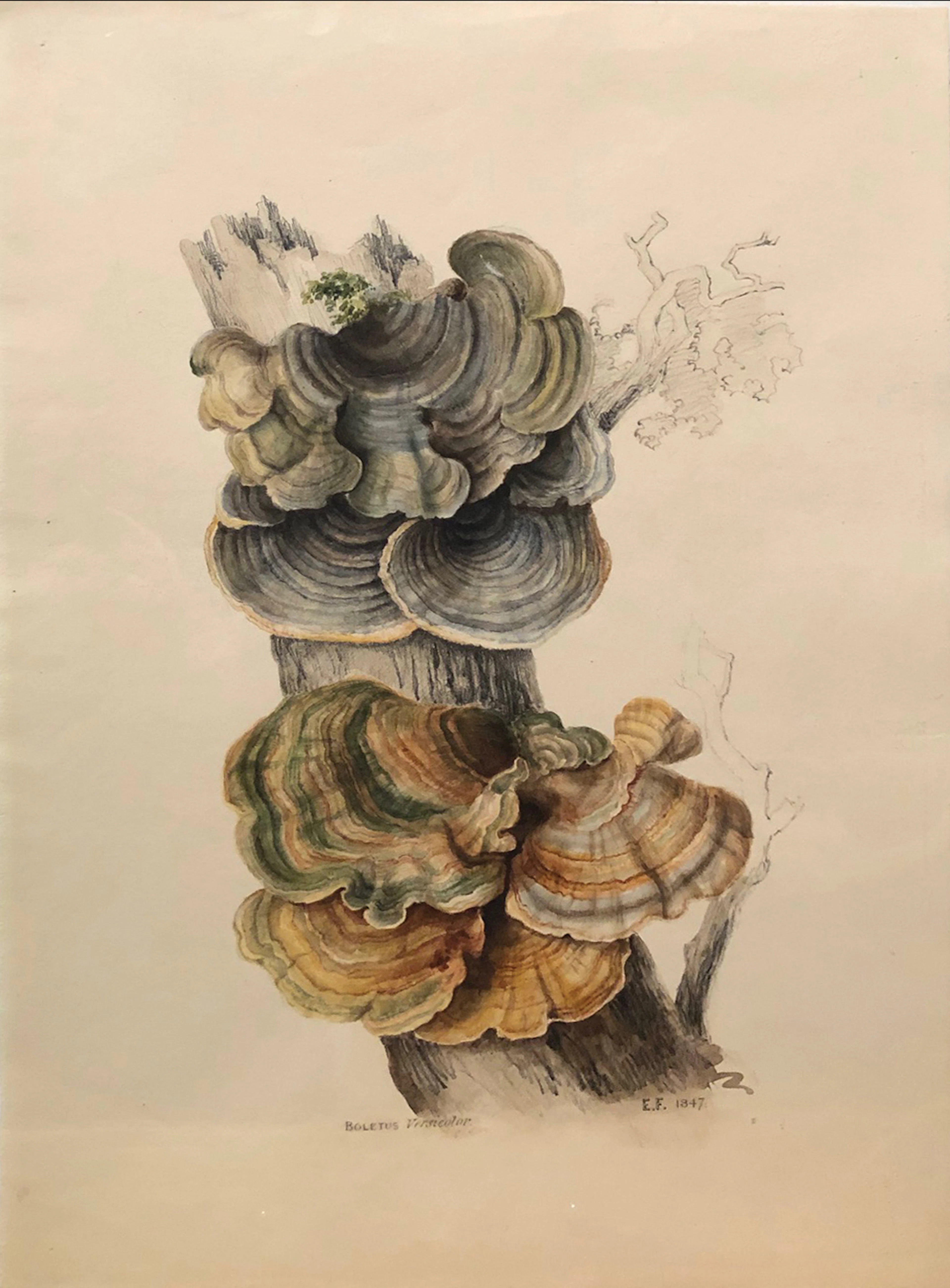 Edward Forster Mycological / Mushroom Watercolor, Boletus Versicolor