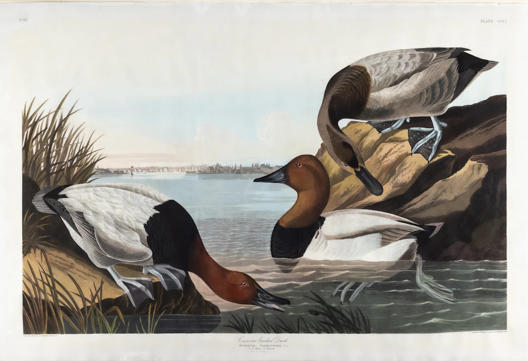Audubon Aquatint, Canvas backed Duck, Plate 301 [With View of Baltimore