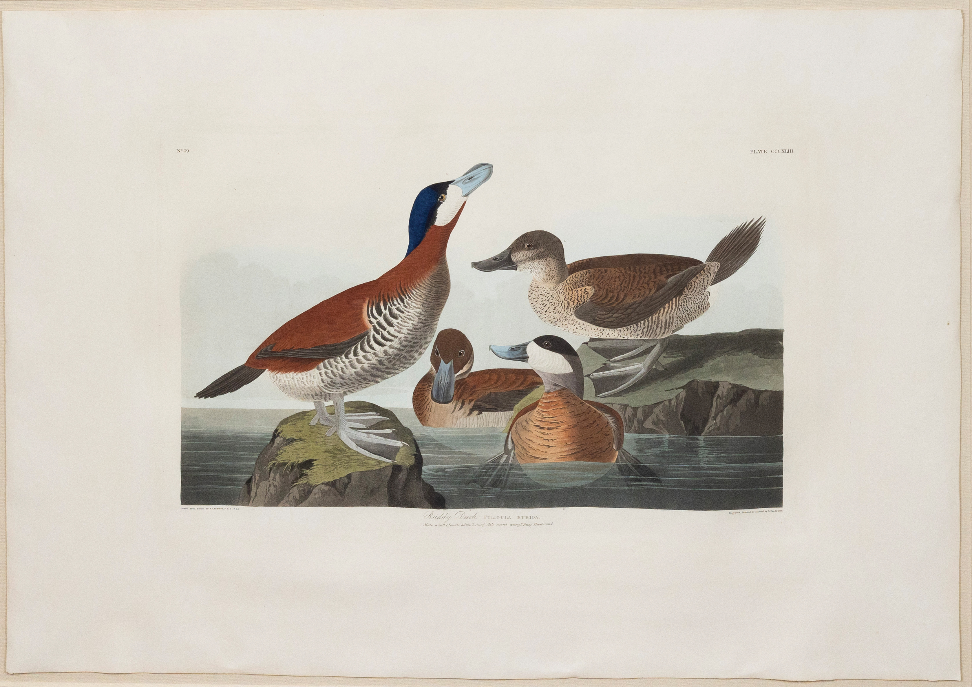 Audubon Aquatint, Ruddy Duck, Plate 343