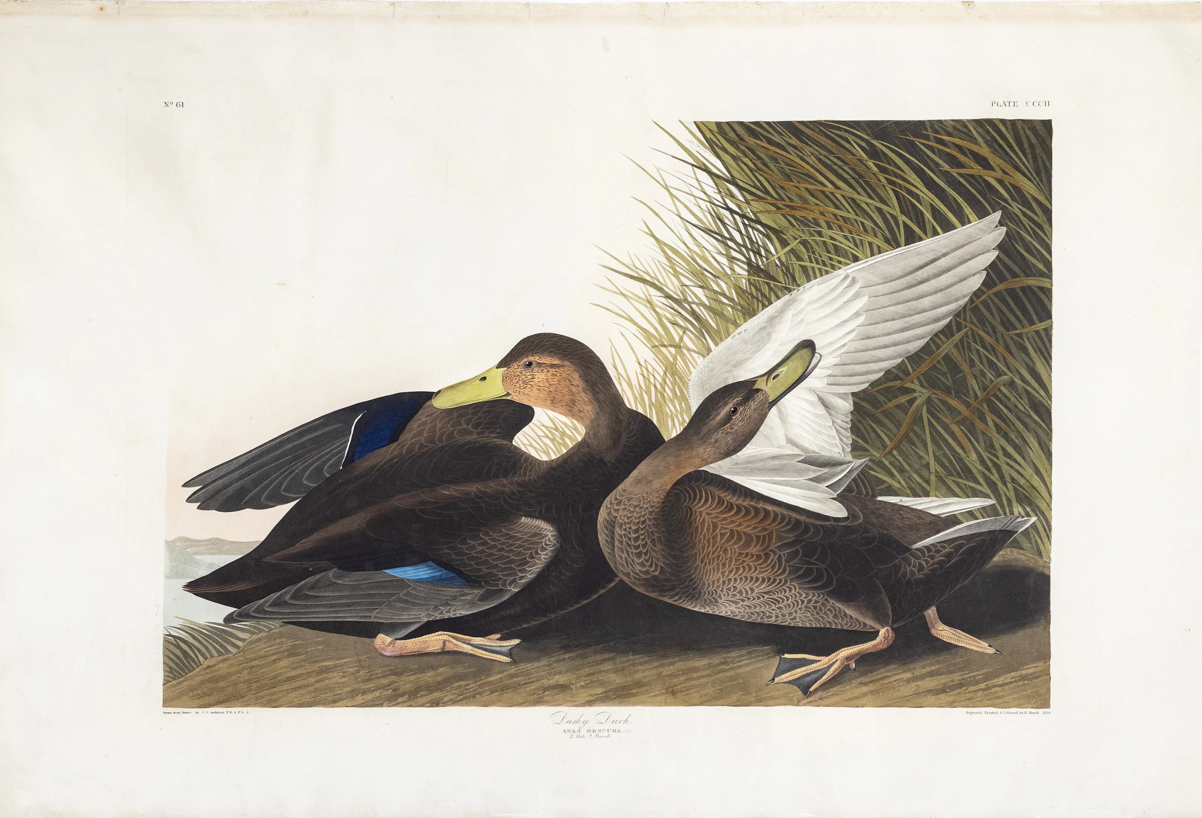 Audubon Aquatint, Dusky Duck, Plate 302.