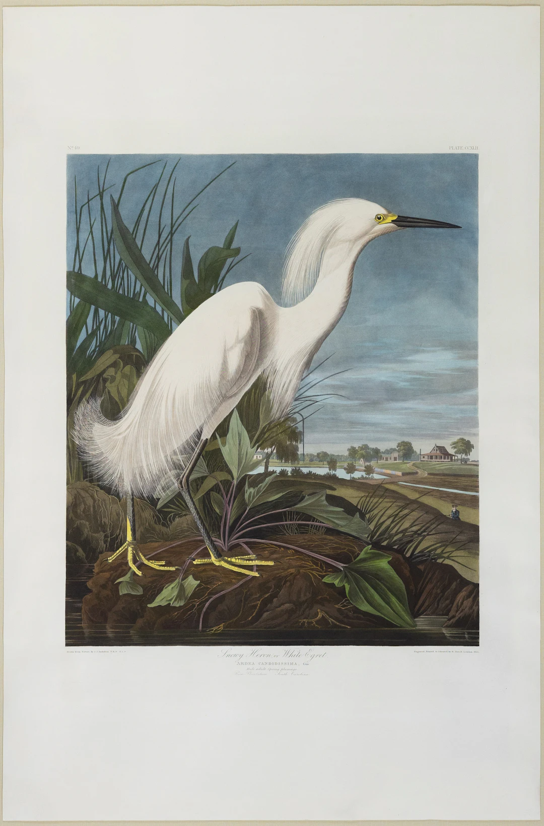 Audubon Aquatint, Snowy Heron with a South Carolina Landscape & Audubon’s