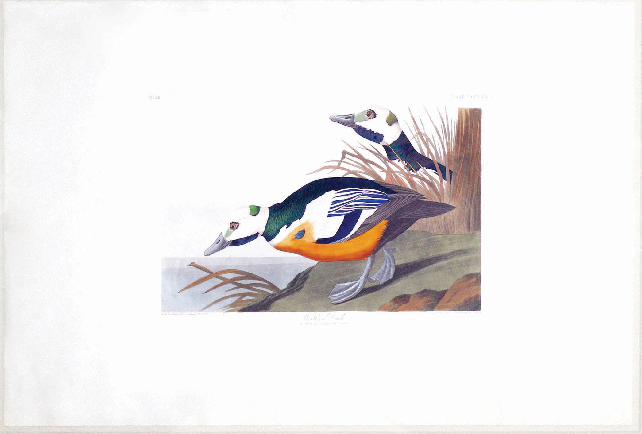 Audubon Aquatint, Western Duck, Plate 429