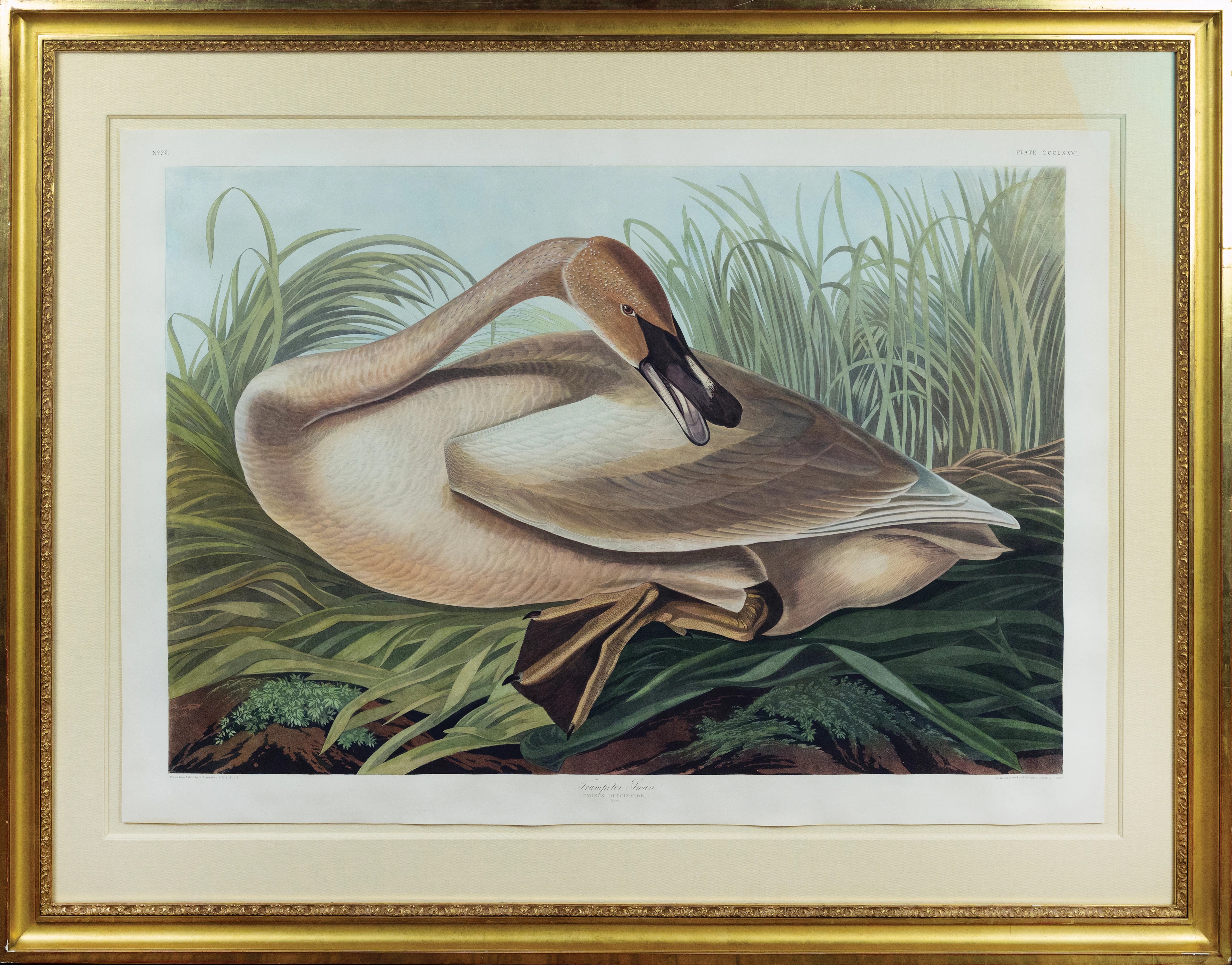 Audubon Aquatint, Trumpeter Swan [Young], Plate 376.