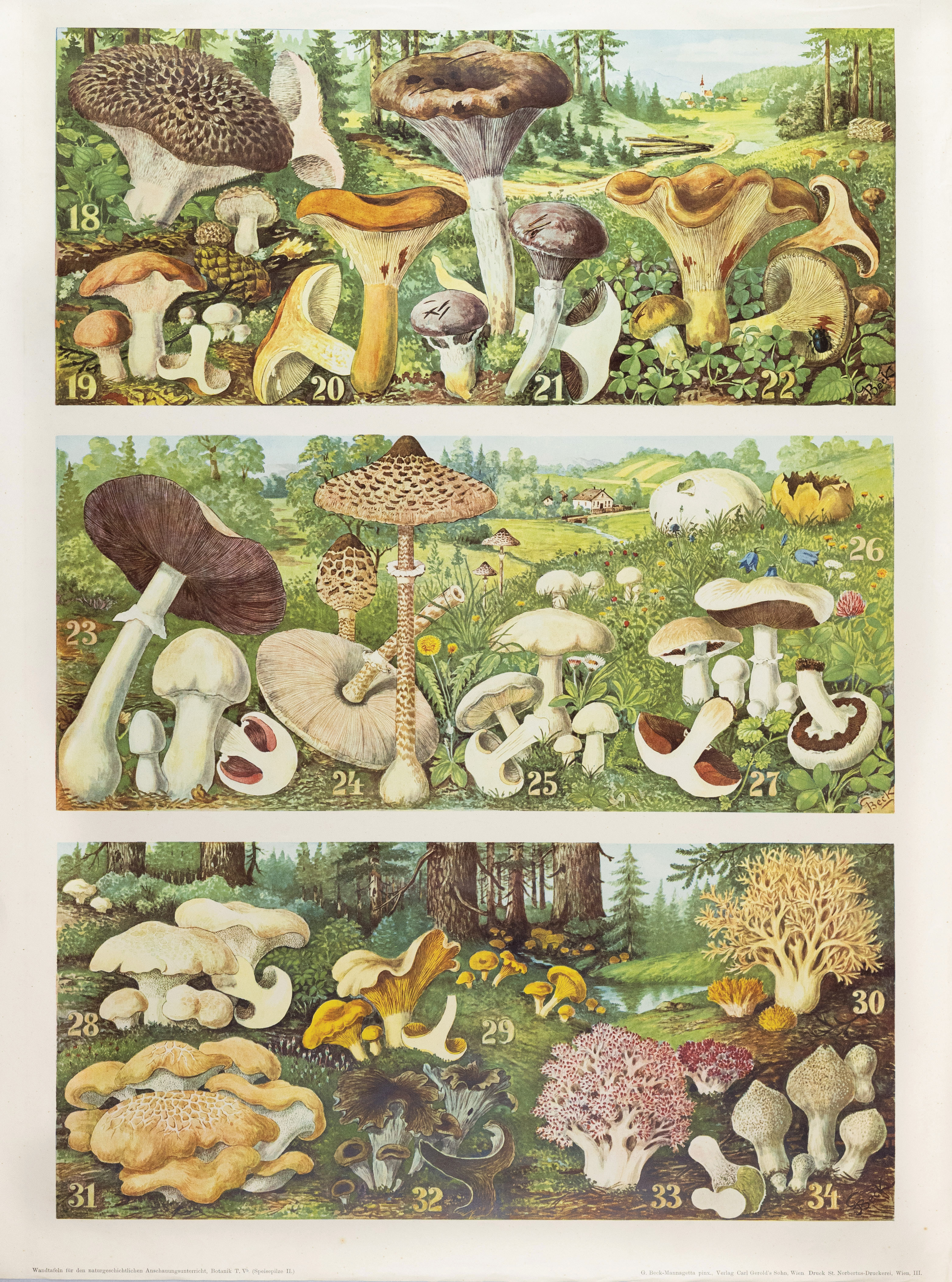 Beck-Mannagetta Color Lithograph of Fungus, 18-34