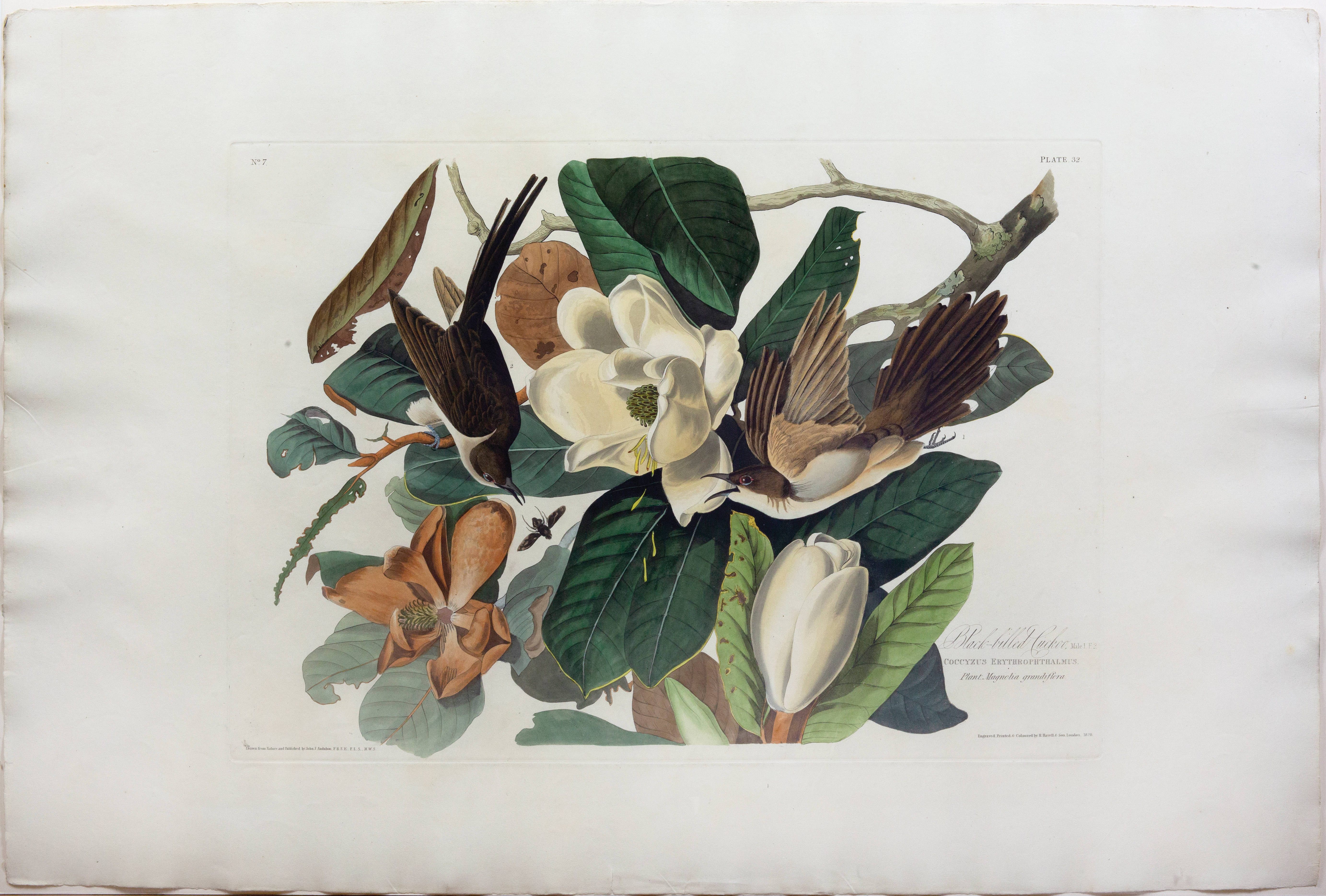 Audubon Aquatint, Black-billed Cuckoo, Plate 32 [With the Virginia Magnolia]