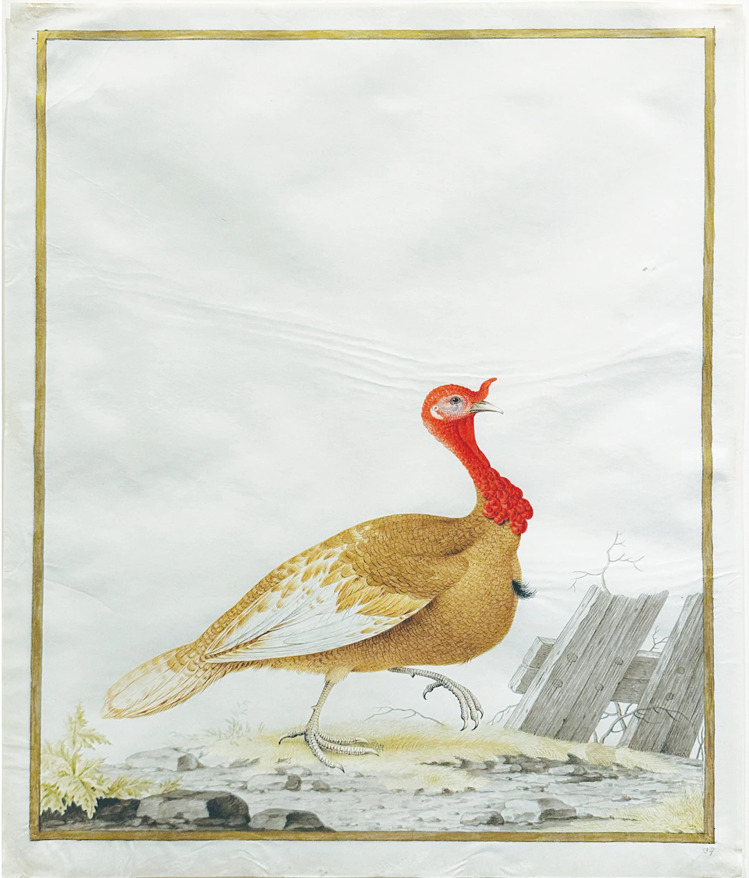 Nicolas Robert Watercolor on Vellum, Eastern wild turkey [Young Male