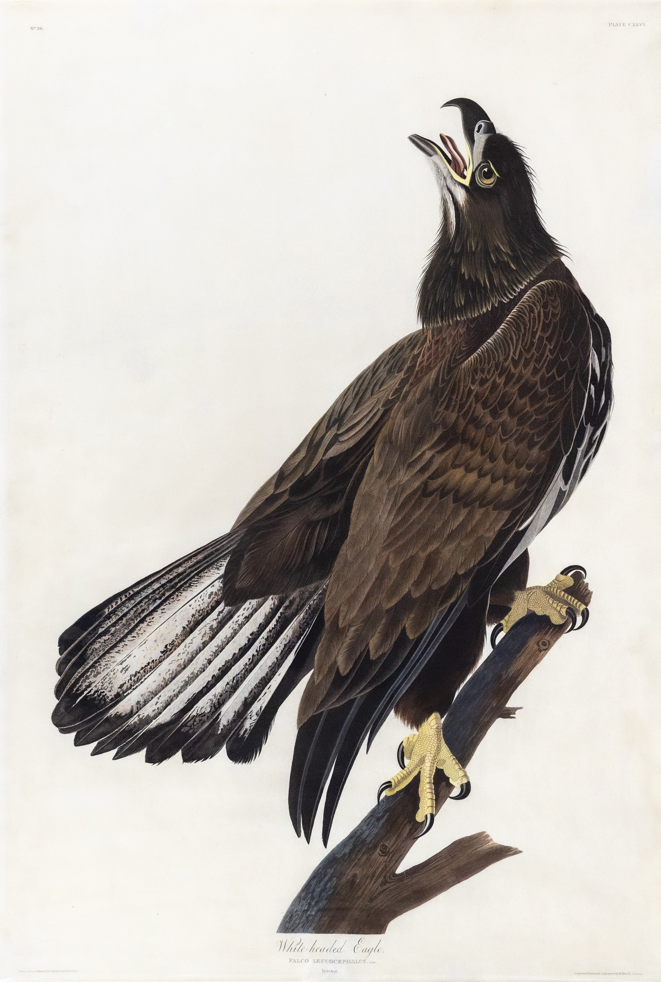 Audubon Aquatint, White-Headed Eagle, Plate 126 [The Icon of America].