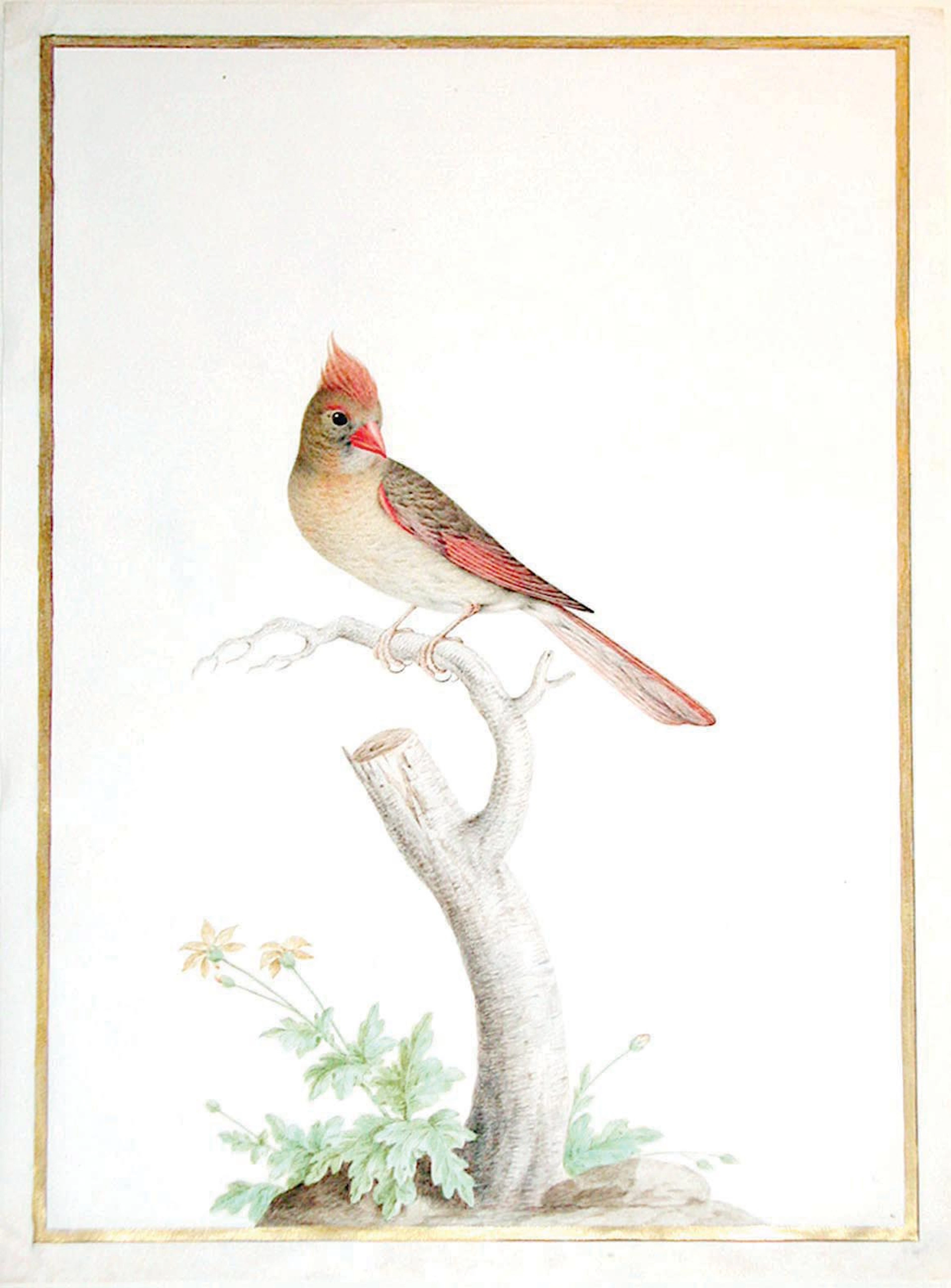 Nicolas Robert Watercolor on Vellum, Northern Cardinal - State bird