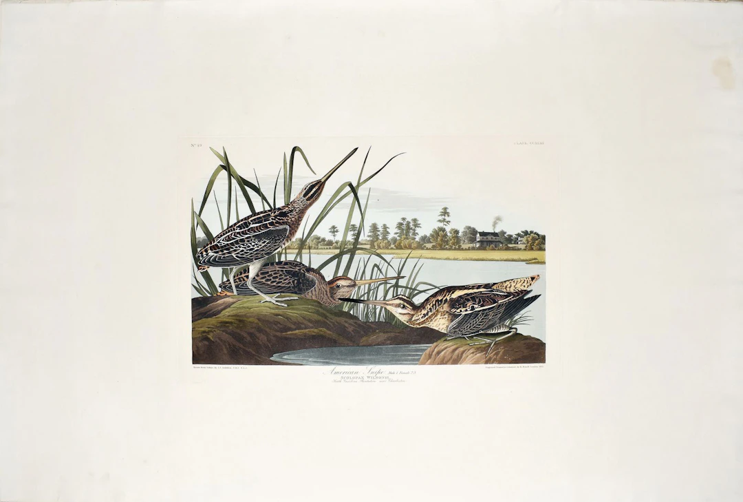Audubon Aquatint, American Snipe, Plate 243 [With South Carolina Plantation