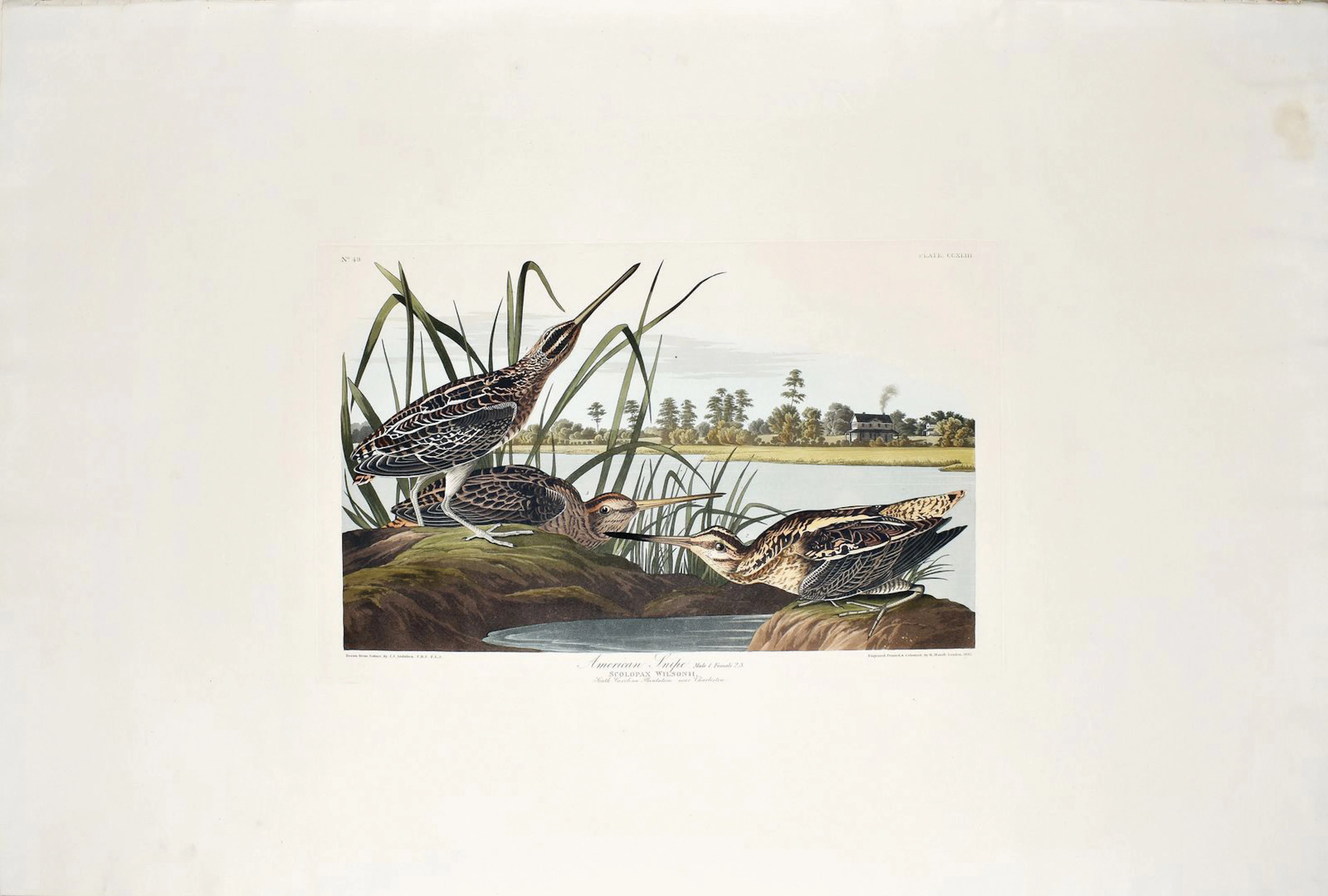 Audubon Aquatint, American Snipe, Plate 243 [With South Carolina Plantation