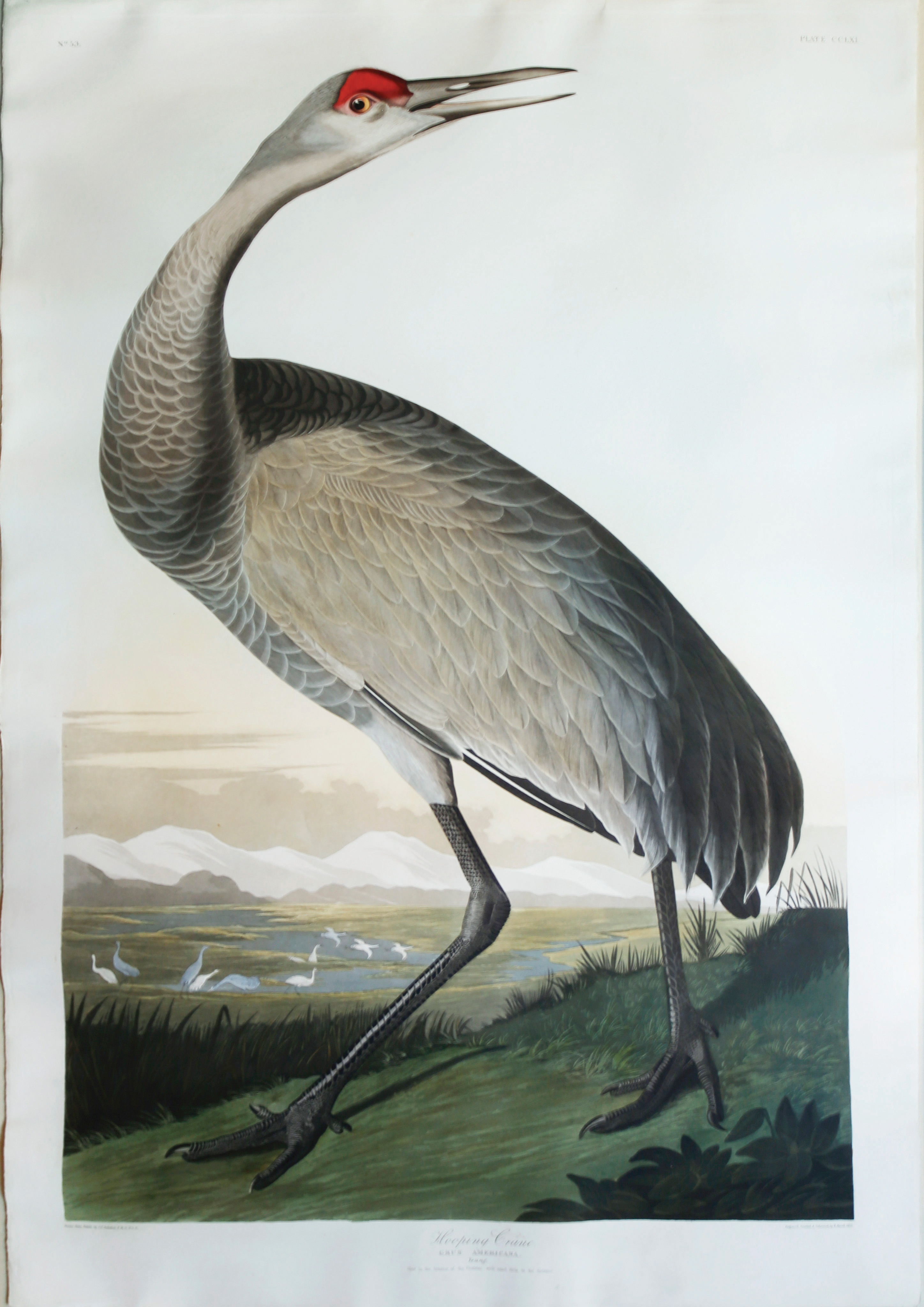Audubon Aquatint, Sandhill Crane, Plate 261