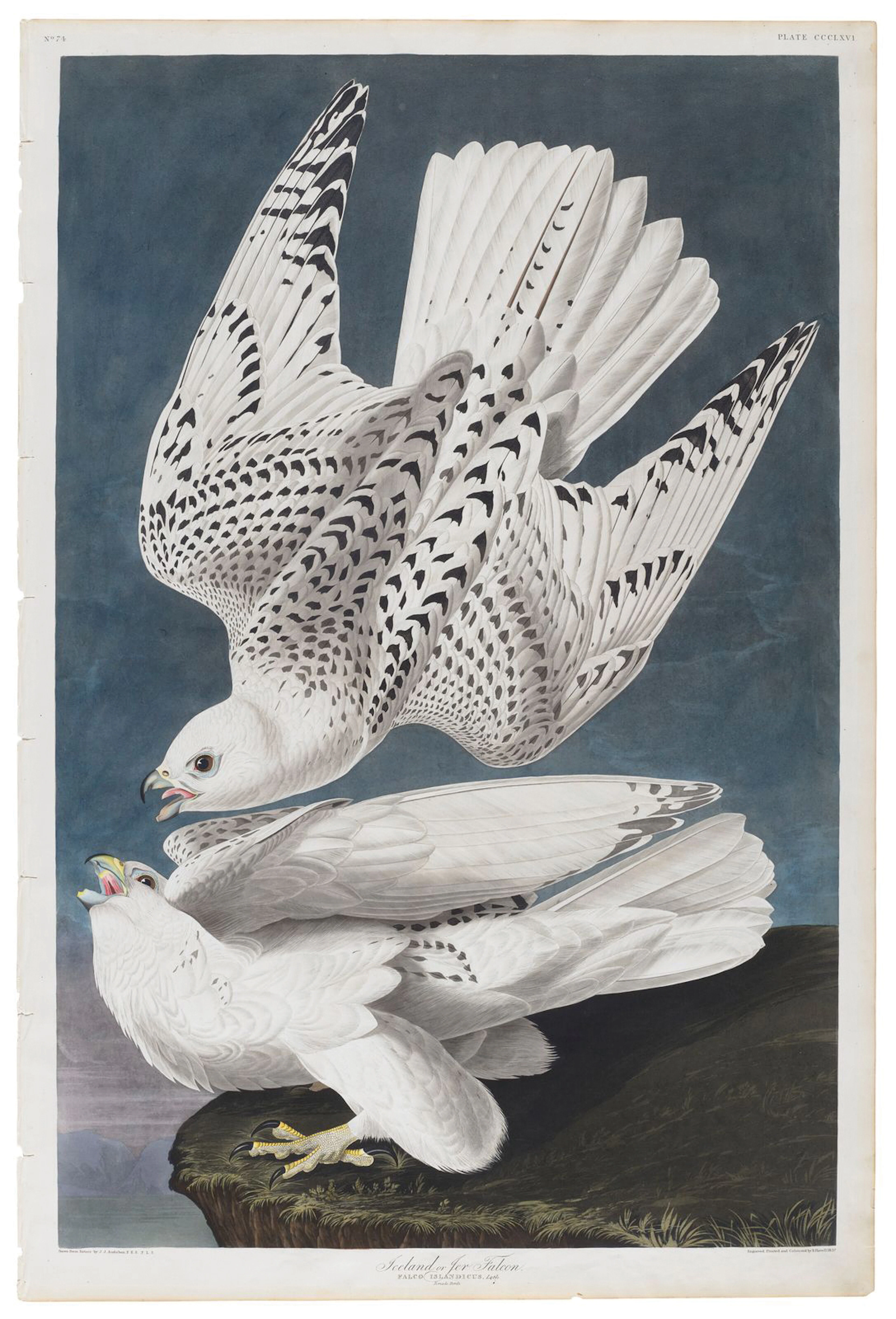 Audubon Aquatint, Iceland or Jer Falcon, Plate 366 - A Compelling
