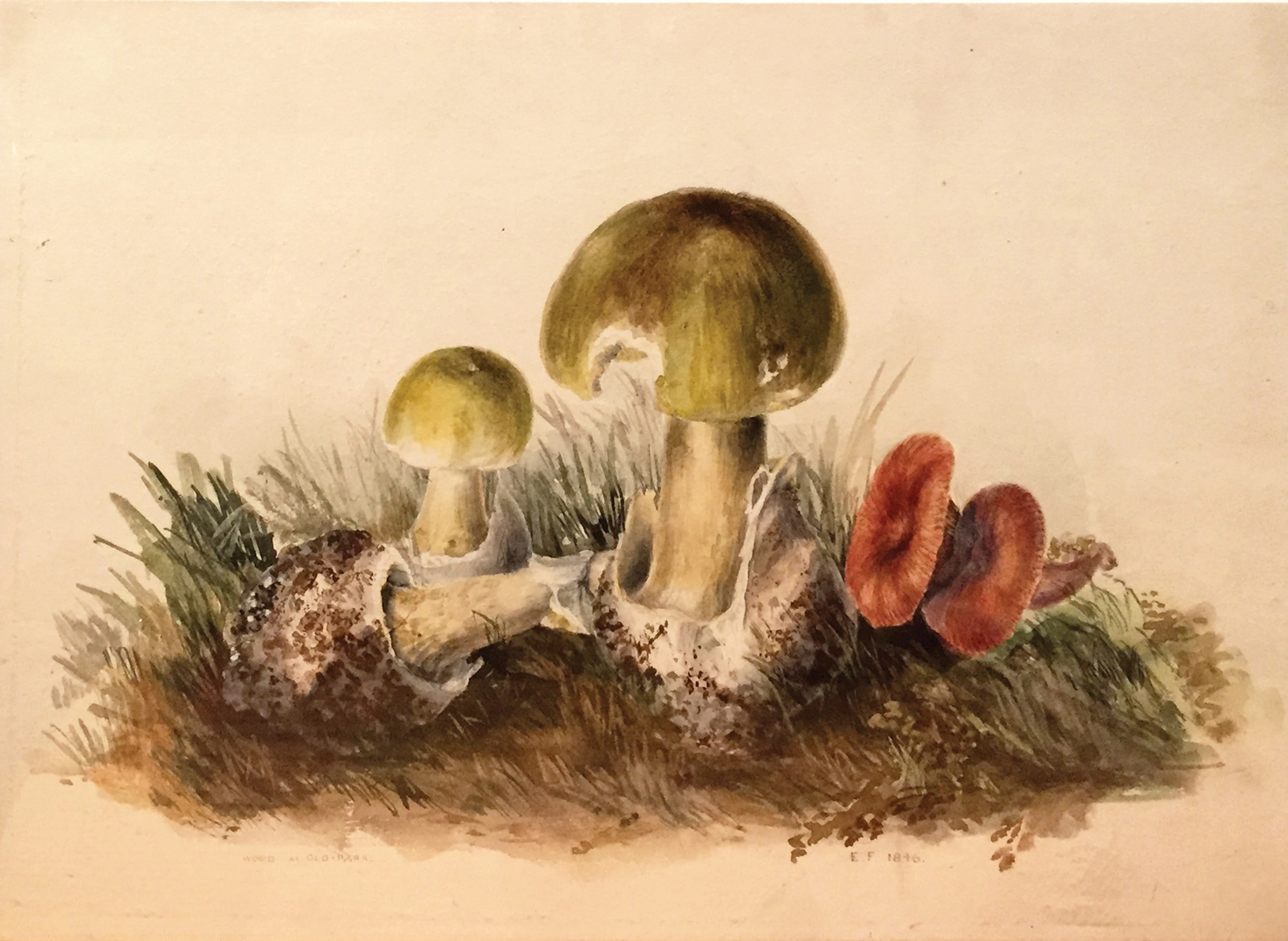 Edward Forster Mycological / Mushroom Watercolor, [Mycological Study]
