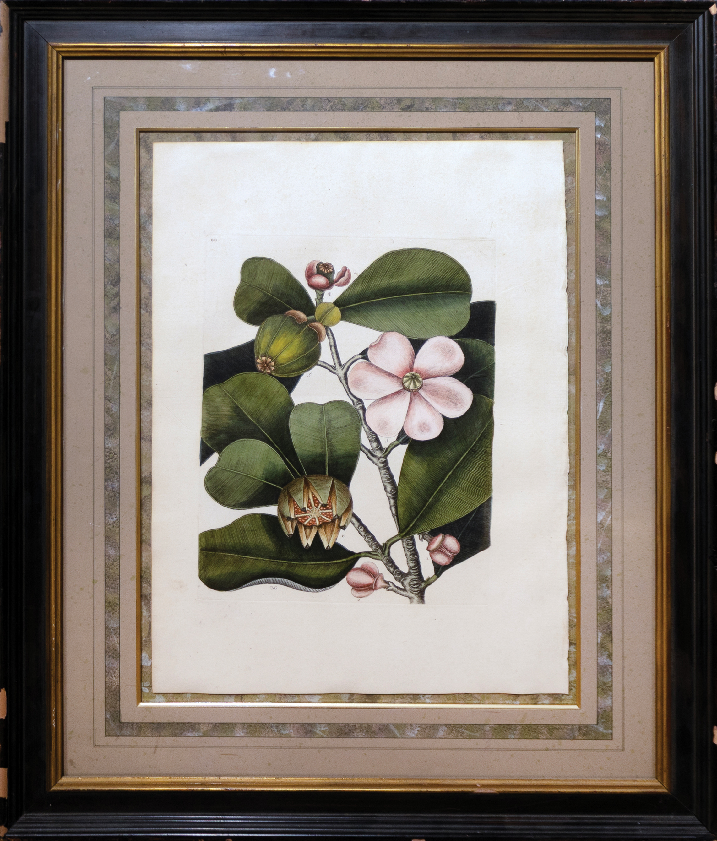 Mark Catesby Engraving from Natural History of Carolina, Florida and