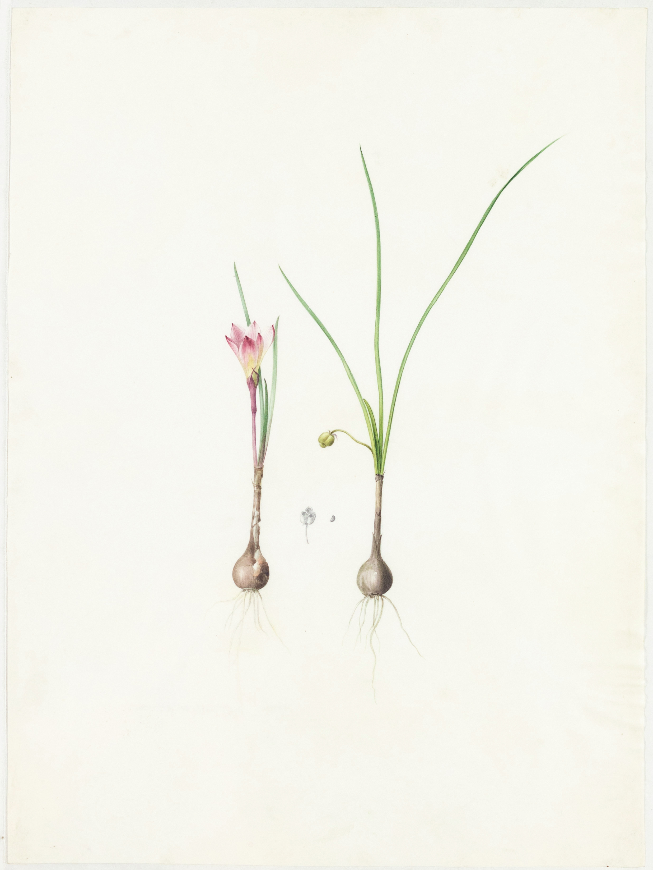 Redoute Original Watercolor for Les Liliacées - Watercolor for plate