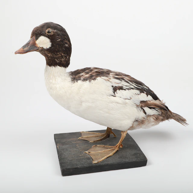 TAXIDERMI, Knipa, 1900-tal.