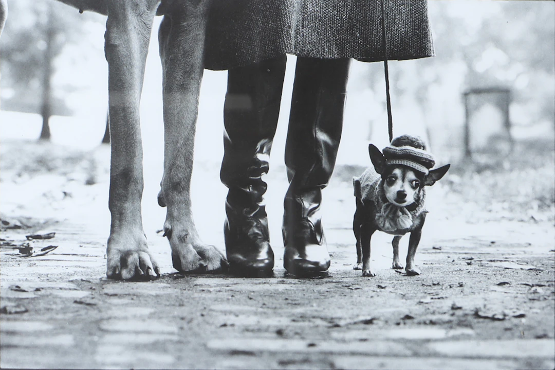 ELLIOT ERWITT. Utställningsaffisch, Fotografiska.