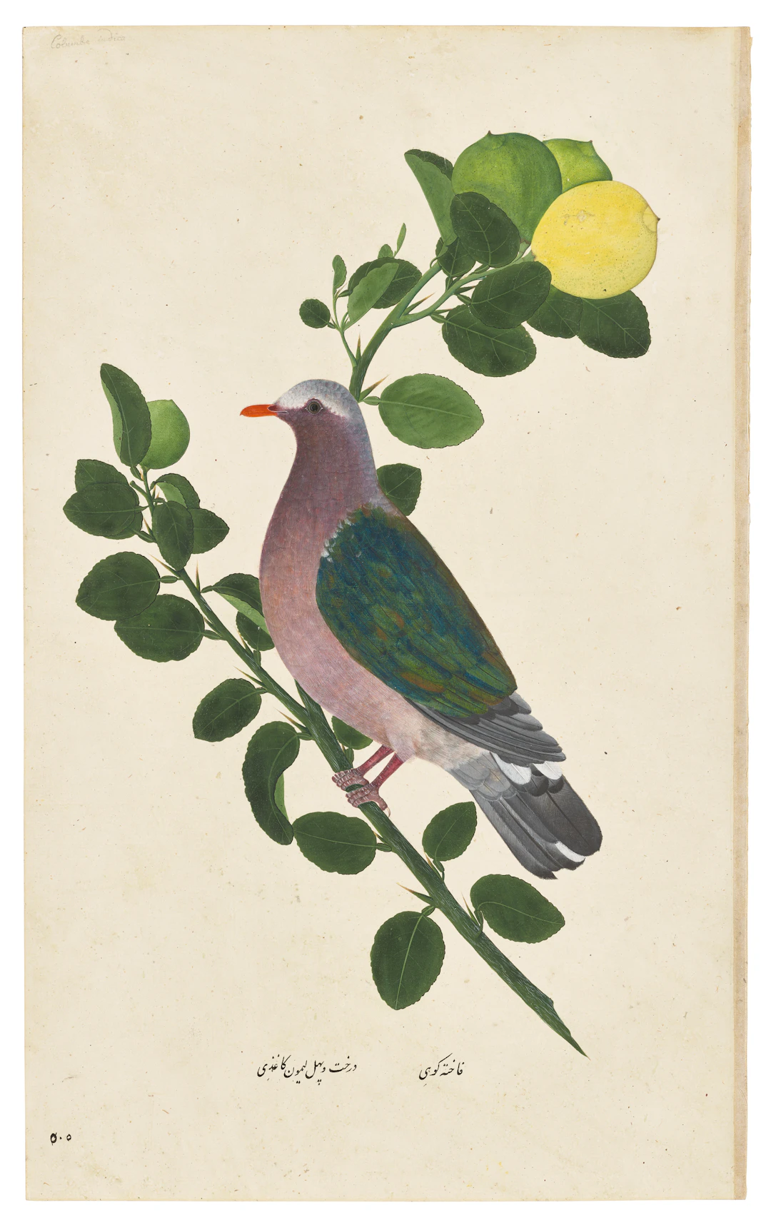 AN ASIAN EMERALD DOVE ( CHALCOPHAPS INDICA ) ON A CITRUS TREE
