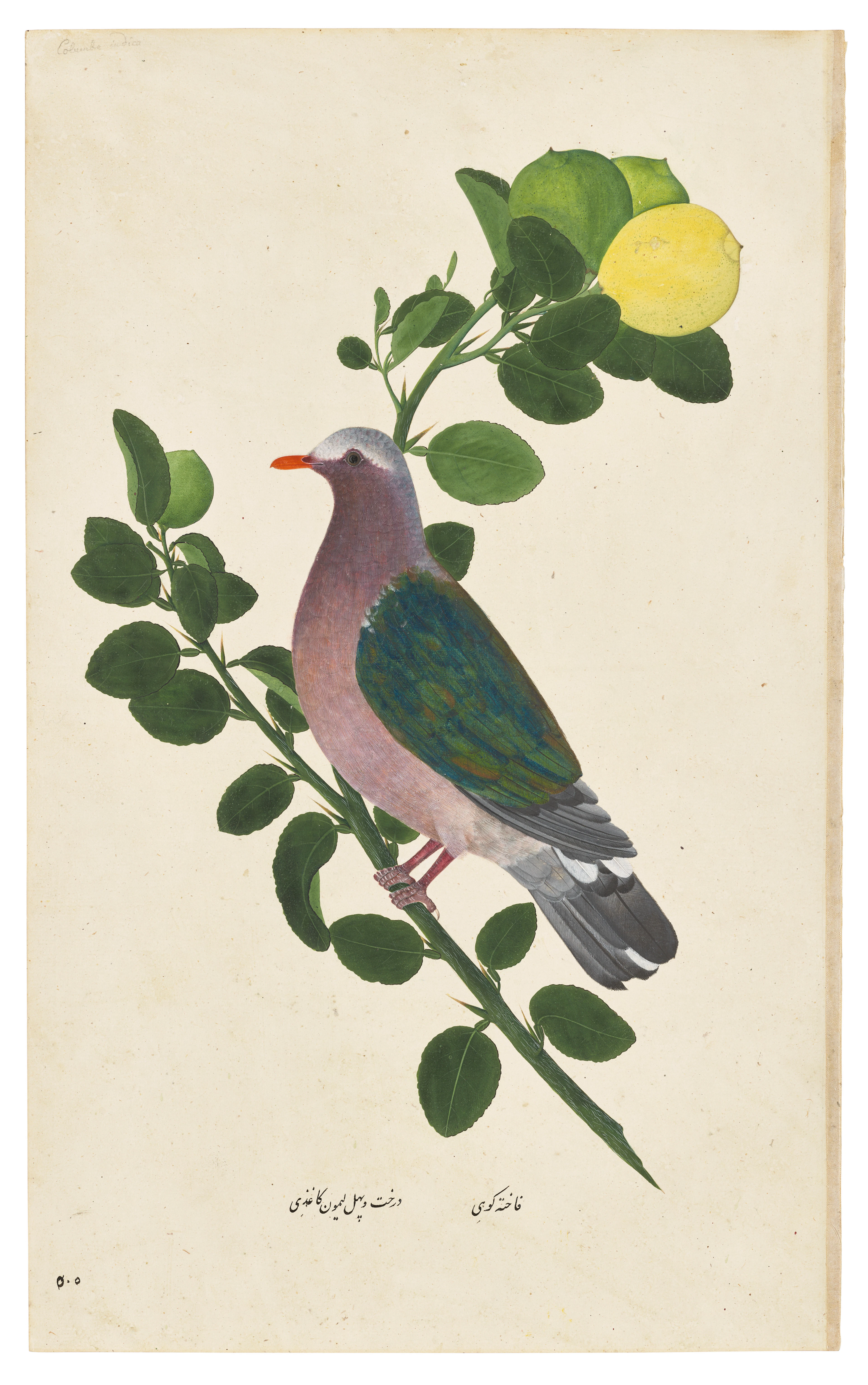 AN ASIAN EMERALD DOVE ( CHALCOPHAPS INDICA ) ON A CITRUS TREE