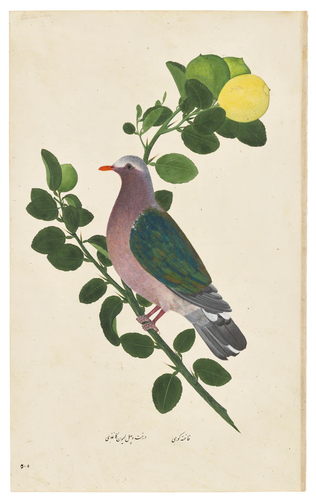AN ASIAN EMERALD DOVE ( CHALCOPHAPS INDICA ) ON A CITRUS TREE