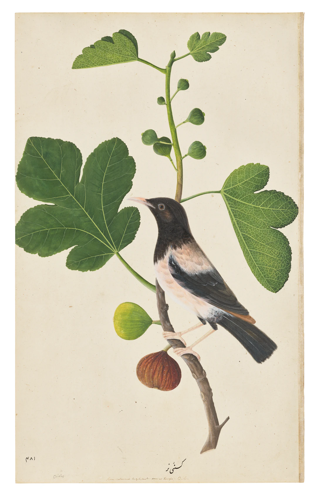 A ROSE-COLOURED STARLING ( STURNUS ROSEUS ) ON THE BRANCH OF A FIG