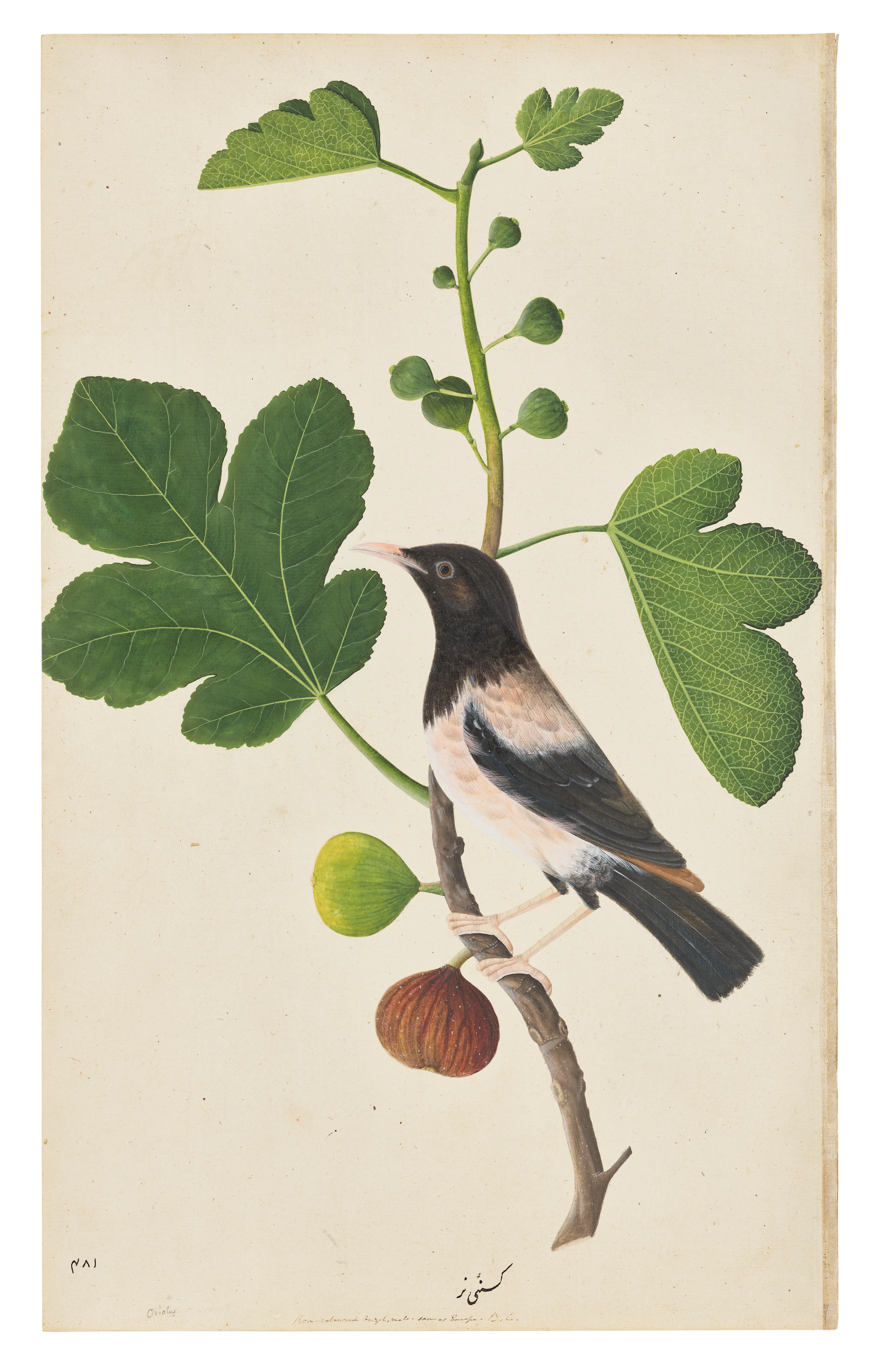 A ROSE-COLOURED STARLING ( STURNUS ROSEUS ) ON THE BRANCH OF A FIG