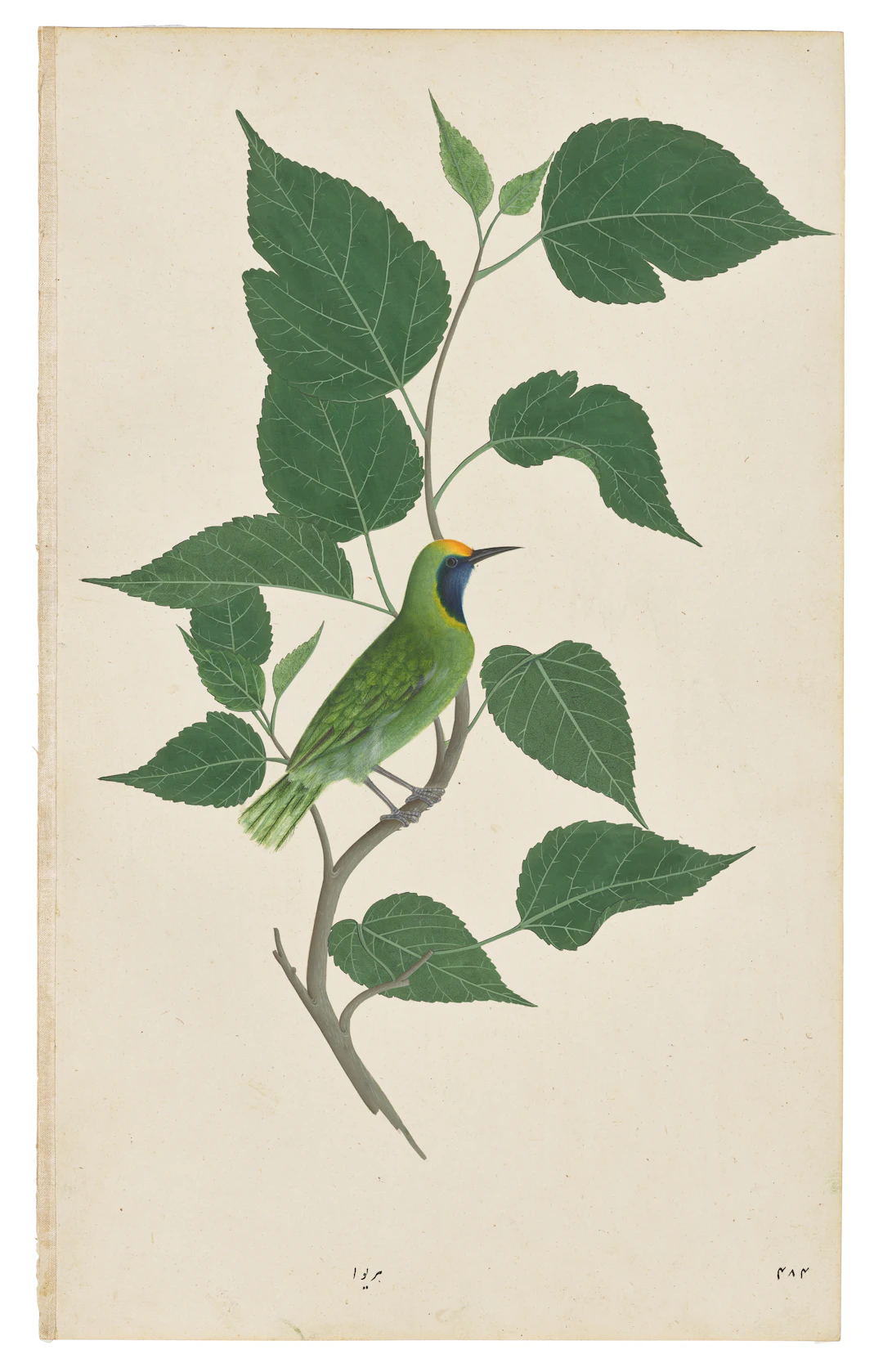 A GREEN BULBUL ( CHLOROPSIS AURIFRONS ) ON A TREE BRANCH