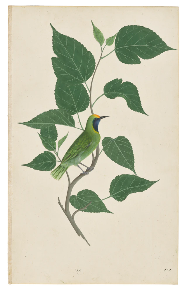 A GREEN BULBUL ( CHLOROPSIS AURIFRONS ) ON A TREE BRANCH