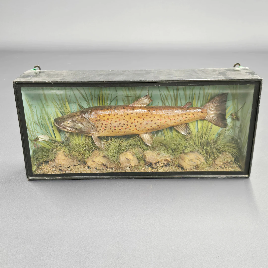 ANTIQUE TAXIDERMY TROUT.