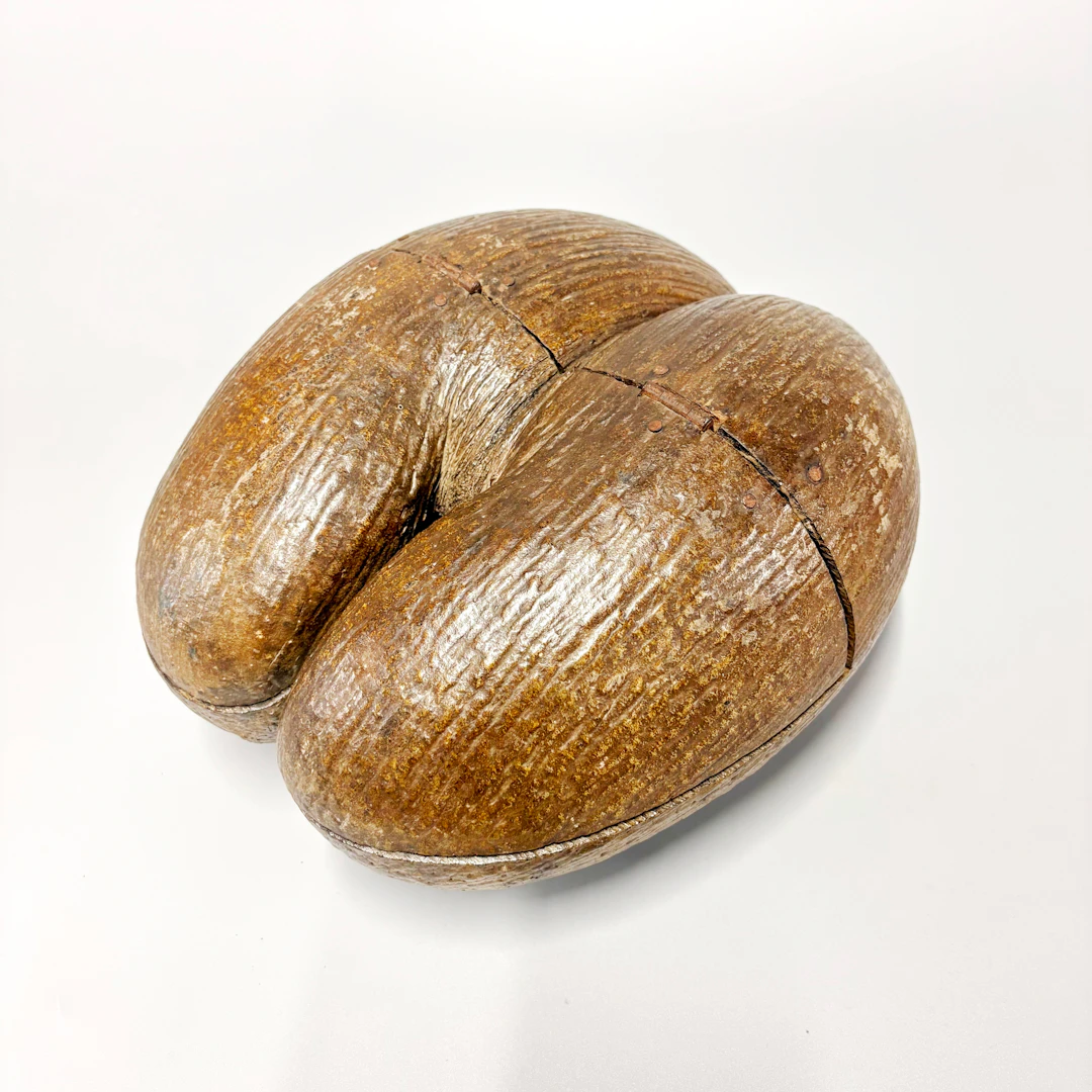 COCO DE MER BOX.