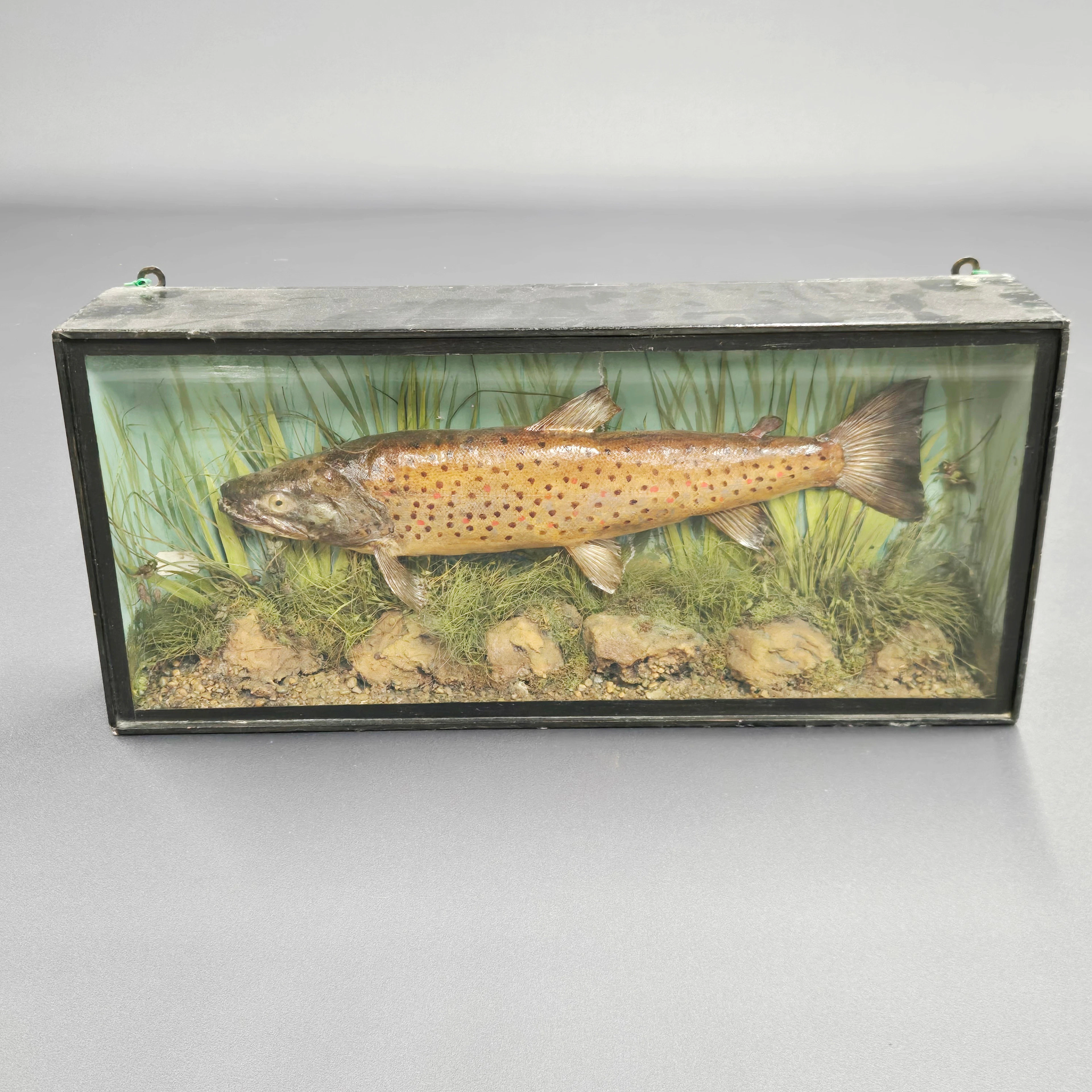 ANTIQUE TAXIDERMY TROUT.