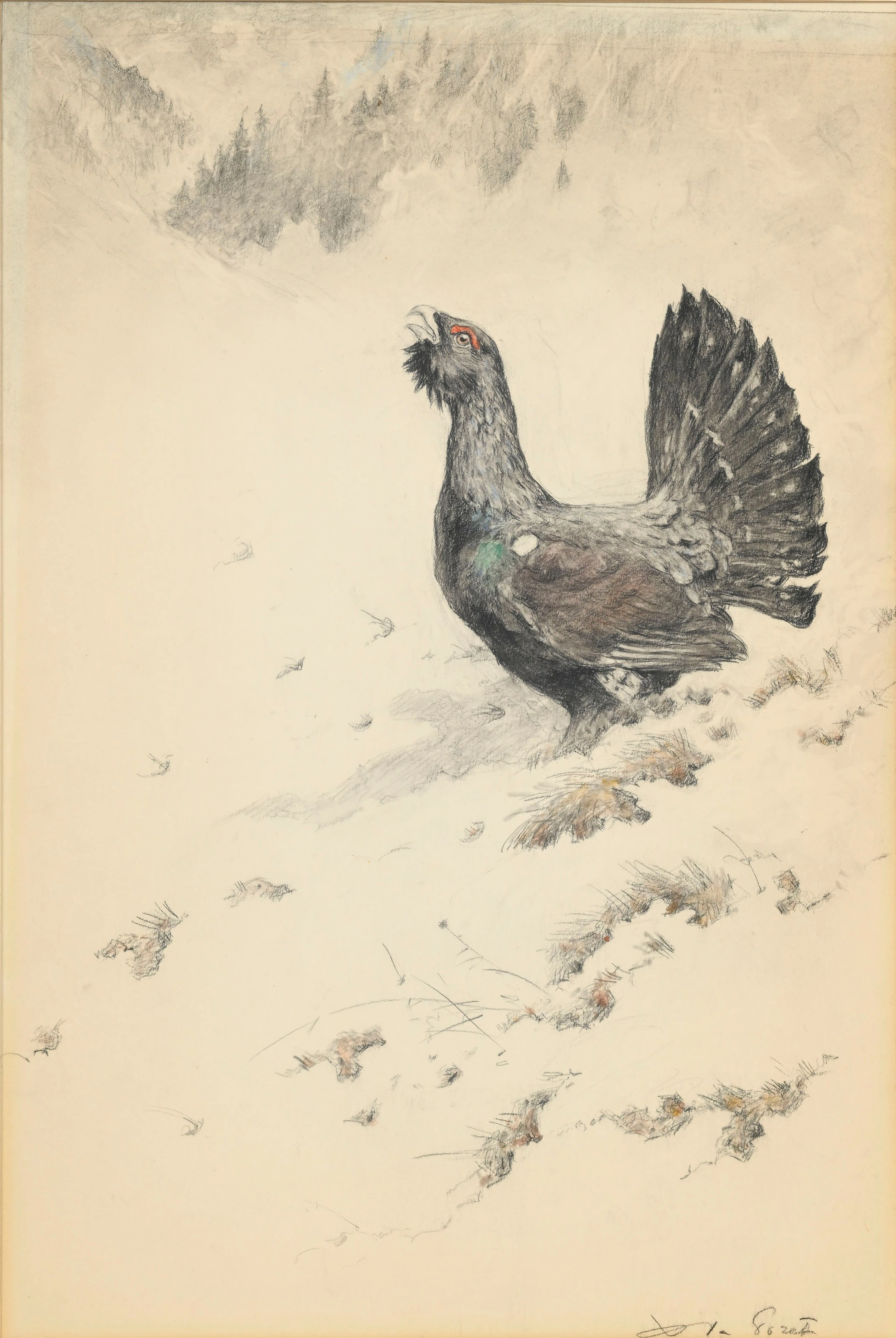 Xavier de Poret (1894-1975), Grand tétras mâle en posture de parade