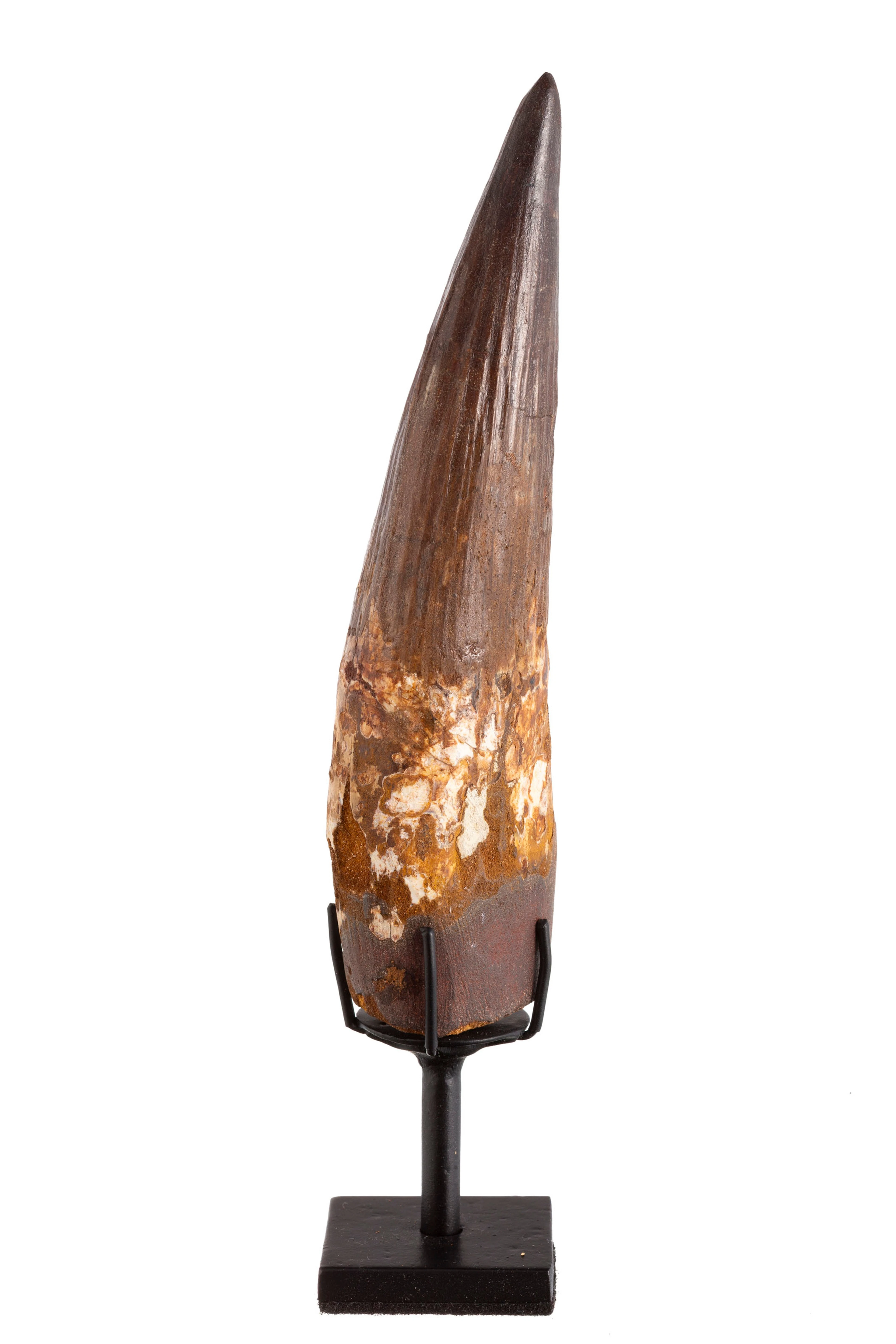 Très grande dent de Spinosaurus aegyptiacus, Maroc, plateau des Kem
