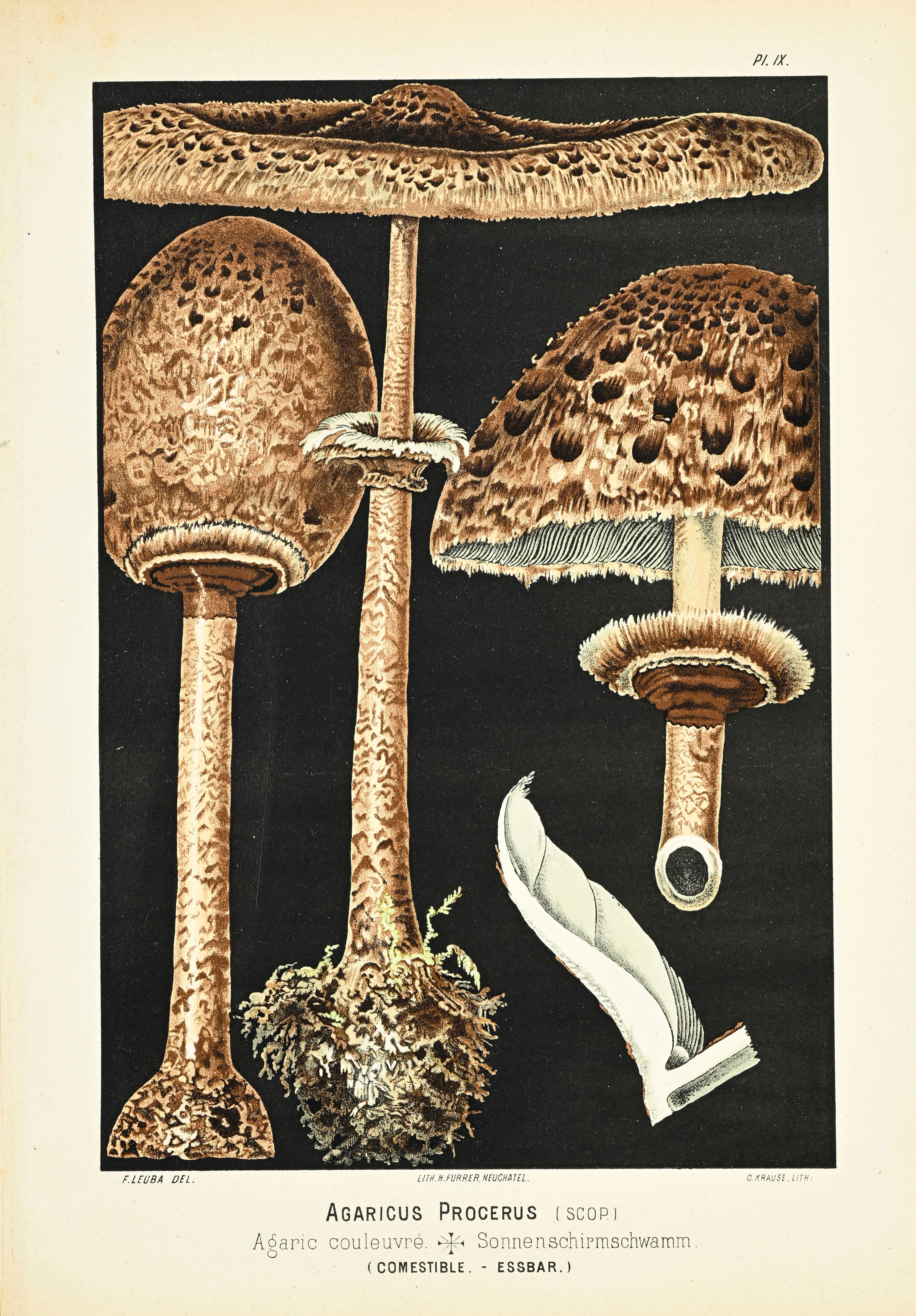 [MYCOLOGIE]. LEUBA (Fritz). Les Champignons comestibles et les espèces
