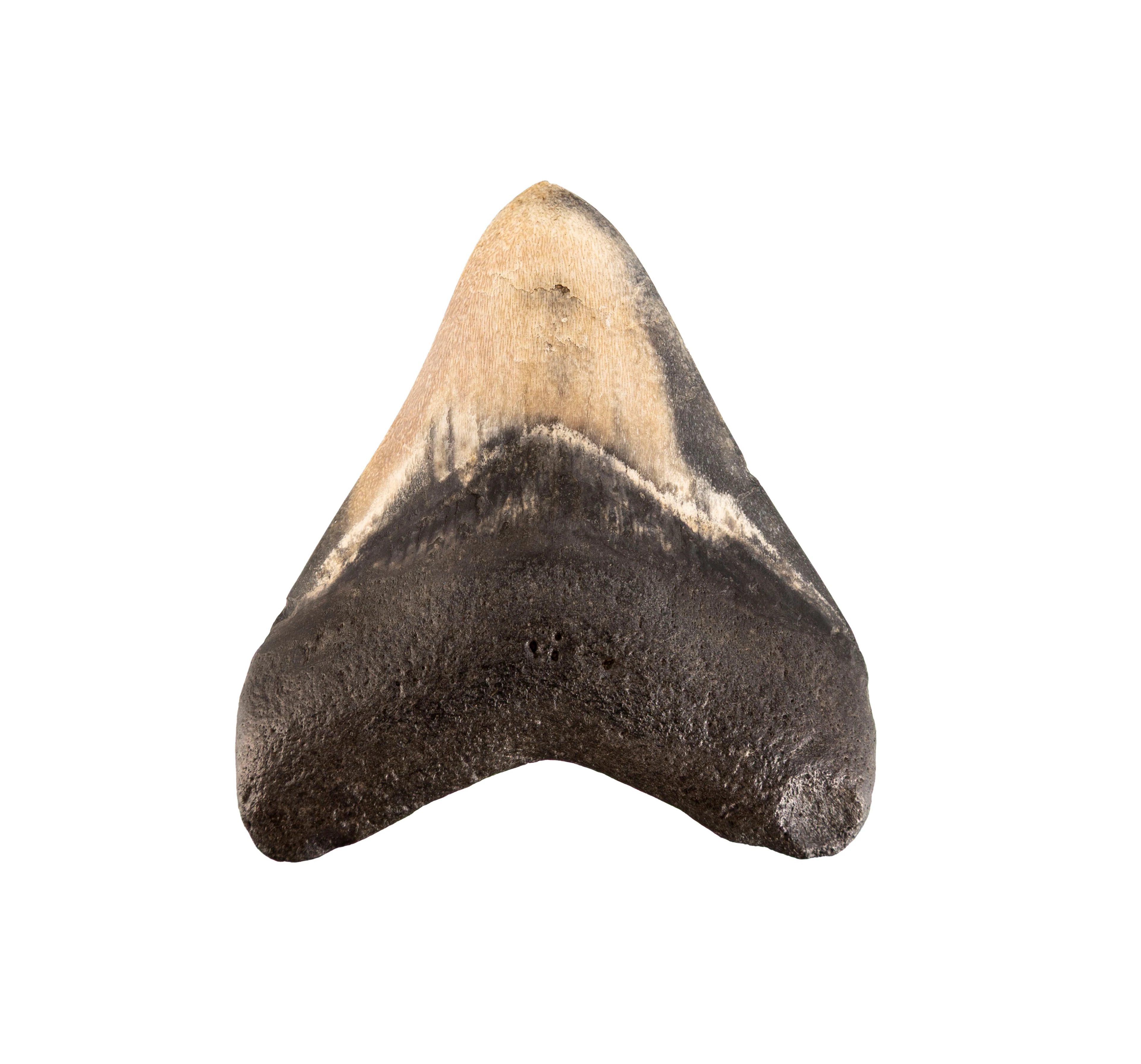 Dent de requin géant Carchalodon Megalodon, probablement côte sud-est