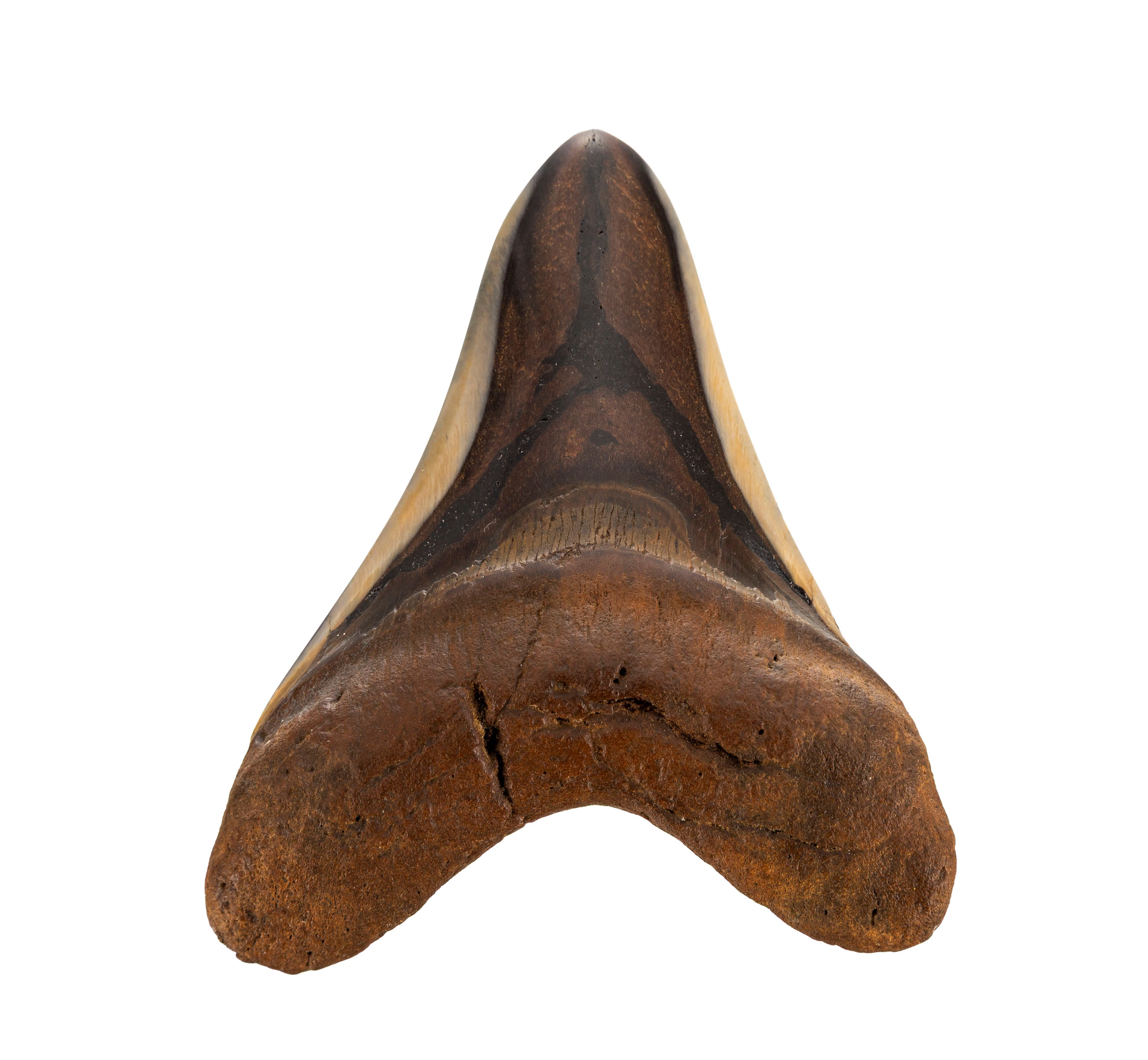 Dent de requin géant Carchalodon Megalodon, probablement côte sud-est