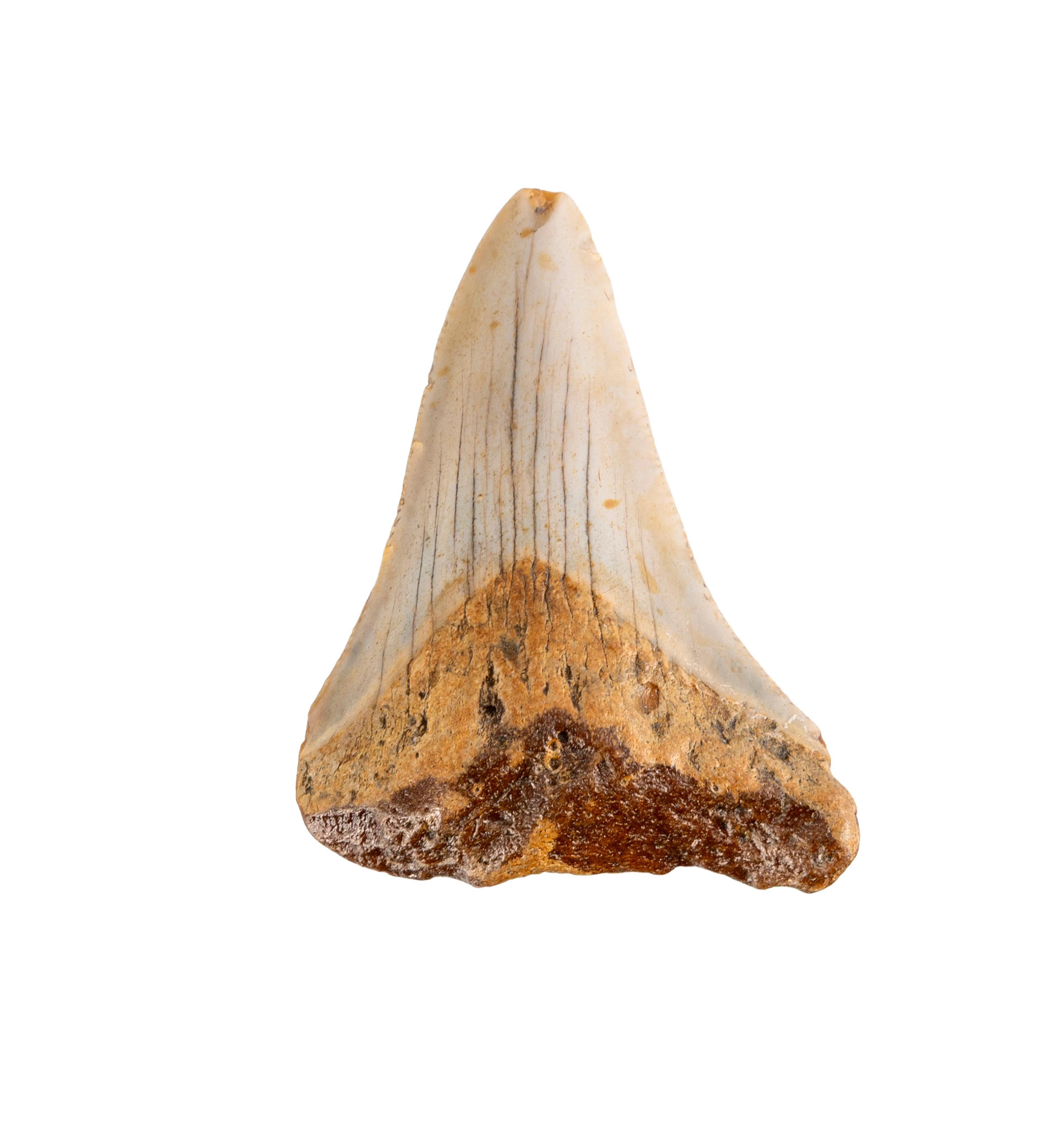 Dent de requin géant Carchalodon Megalodon, probablement côte sud-est