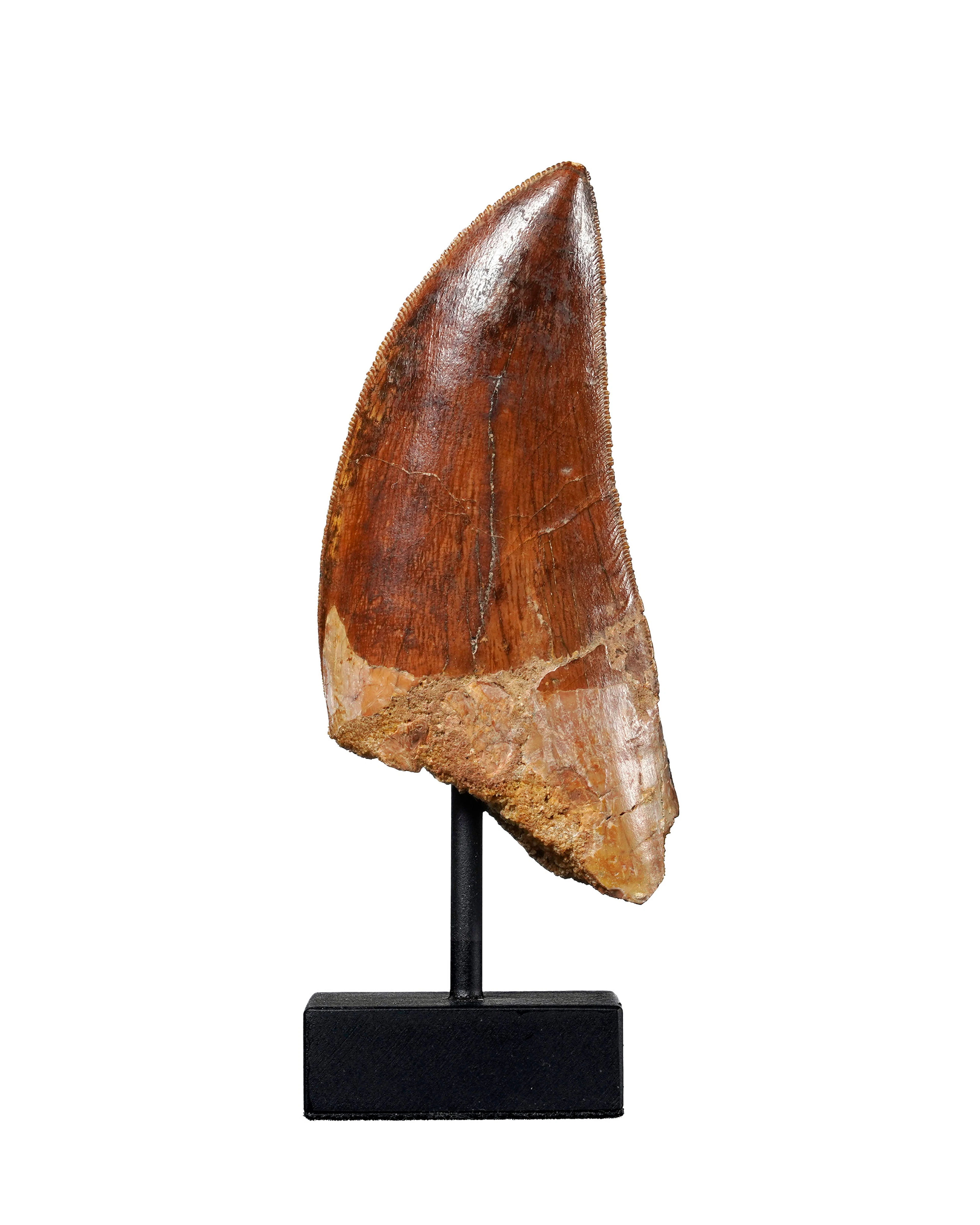 Dent de Carcharodontosaurus "le T-Rex africain", Maroc, Crétacé (100-93