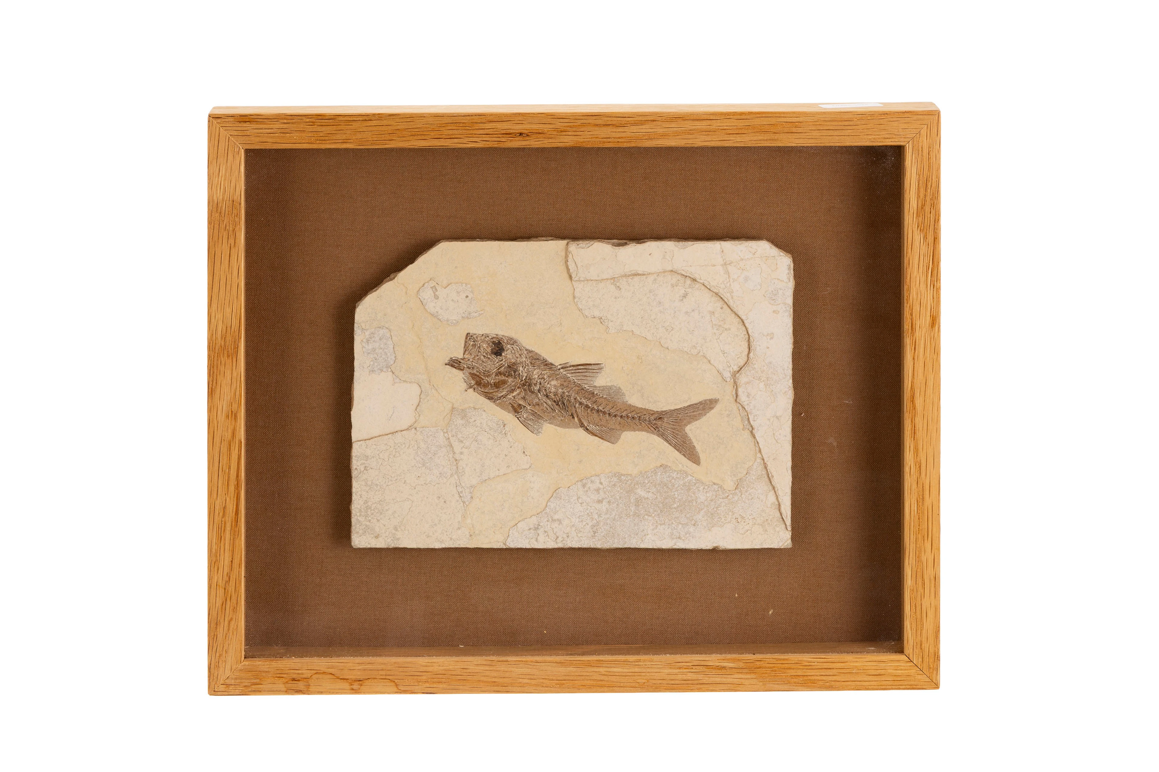 Poisson fossile Dapalis Macrurus, France (Haute Provence), Oligocène