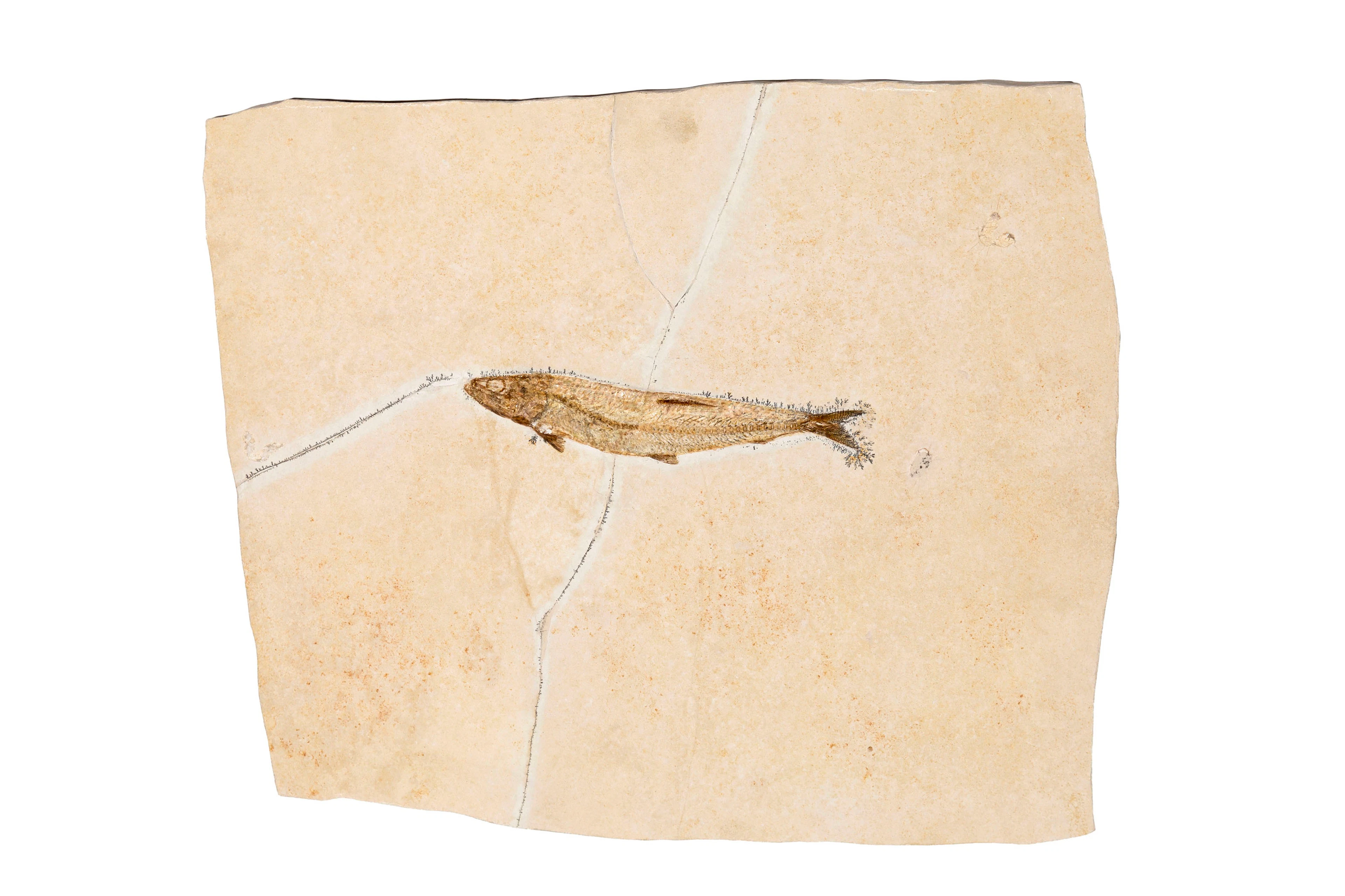 Poisson fossilisé Thrissops formosus, Solnhofen (Allemagne), Jurassique
