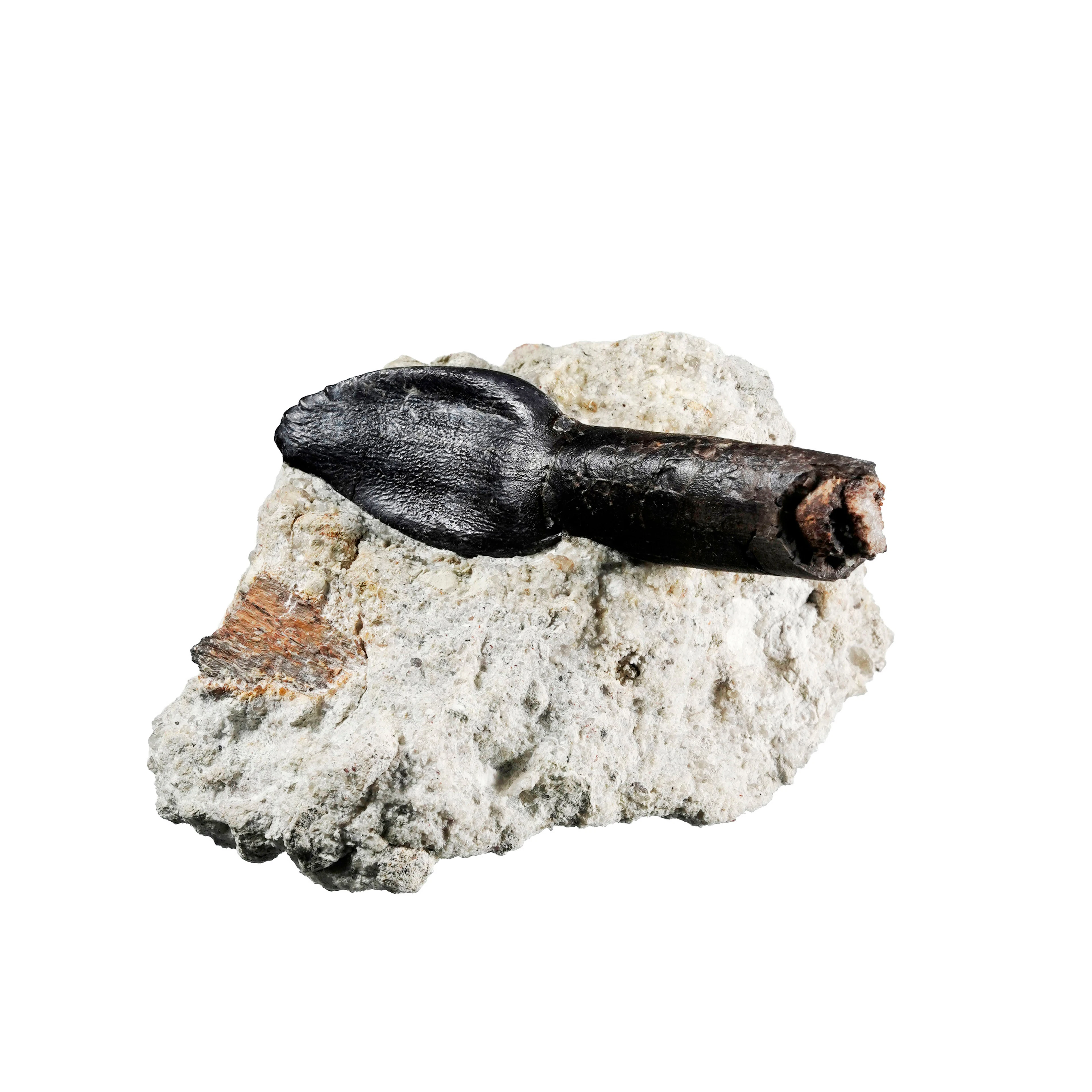 Dent de dinosaure Archaeodontosaurus _descouensis_, Madagascar, Jurassique