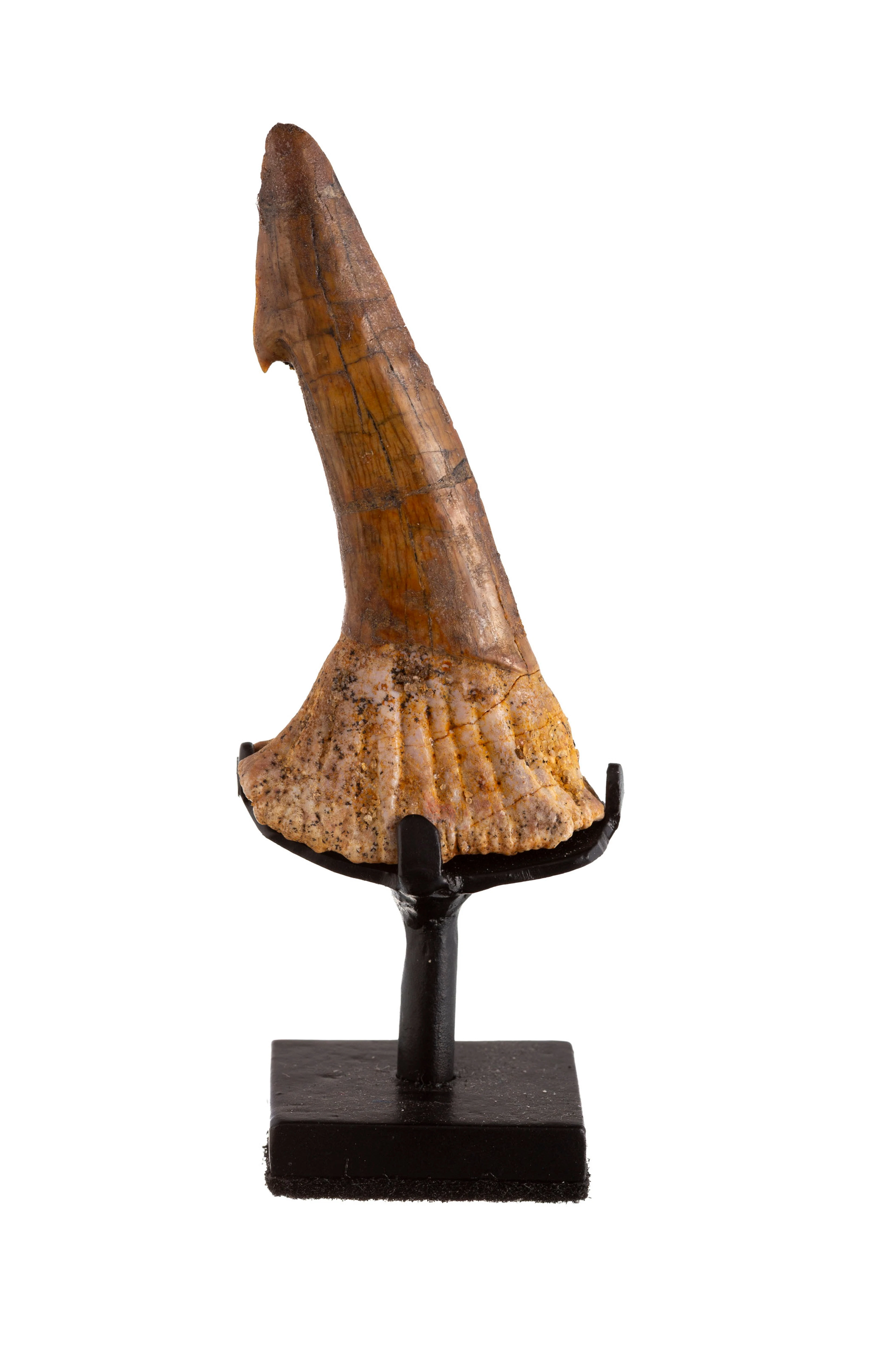 Dent rostrale fossile de requin scie Onchopristris numidus, plateau