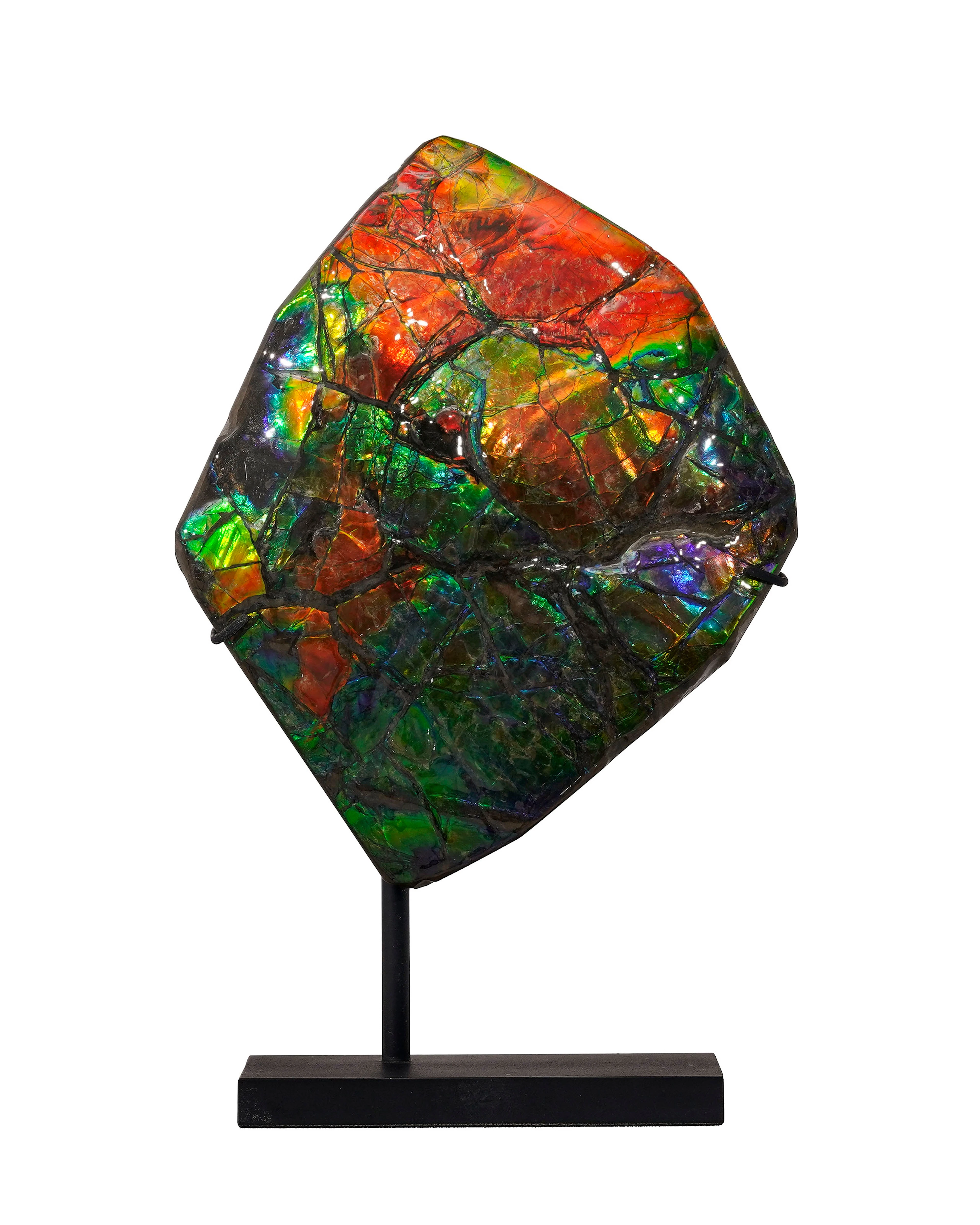 Fragment d'ammolite, Canada (Alberta), Crétacé supérieur (75-70 millions
