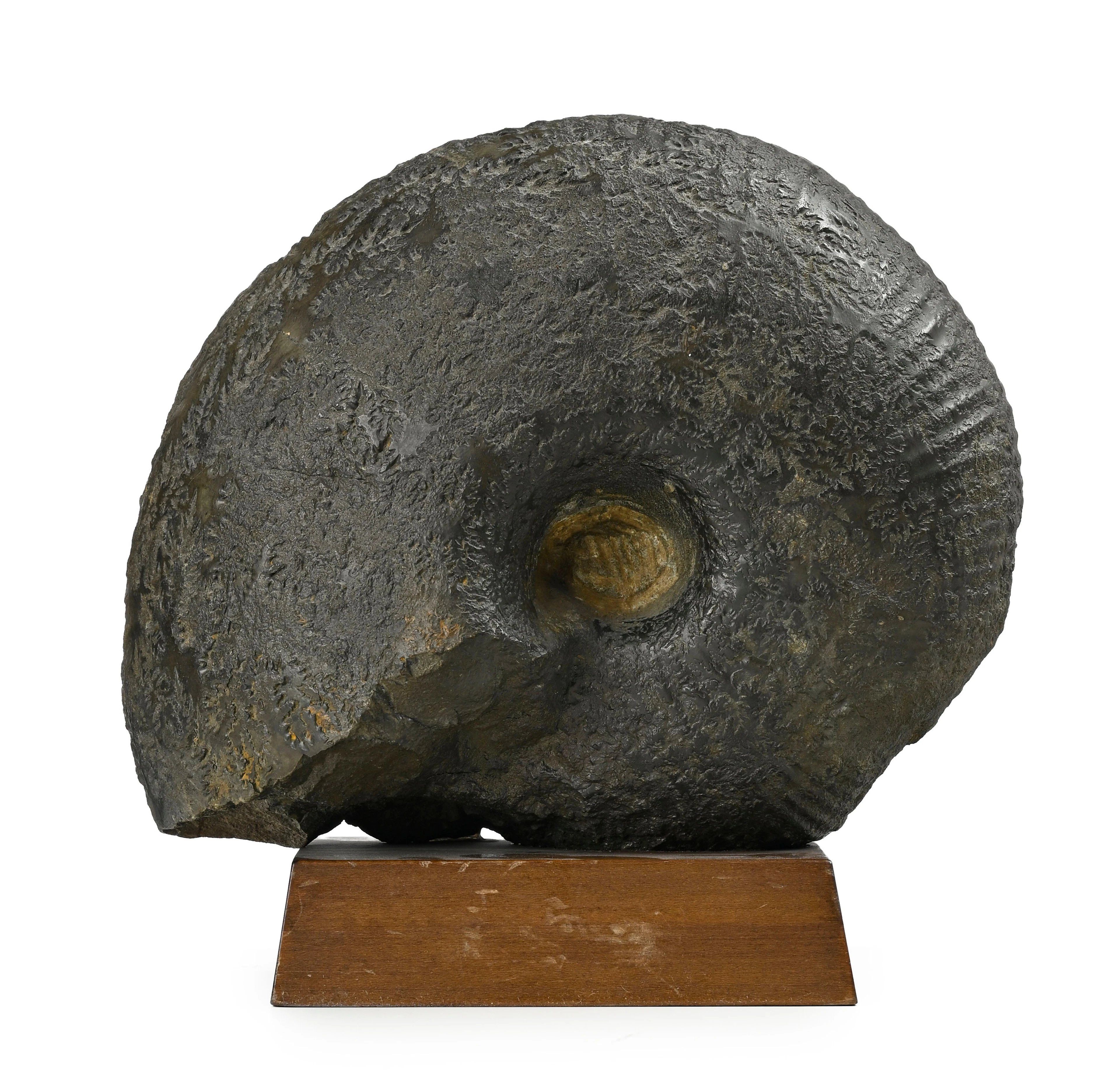 Ammonite fossilisée, Jura, probablement Jurassique Moyen, sur support